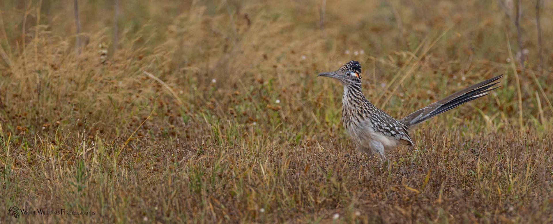 A bird is running through a field of tall grass.