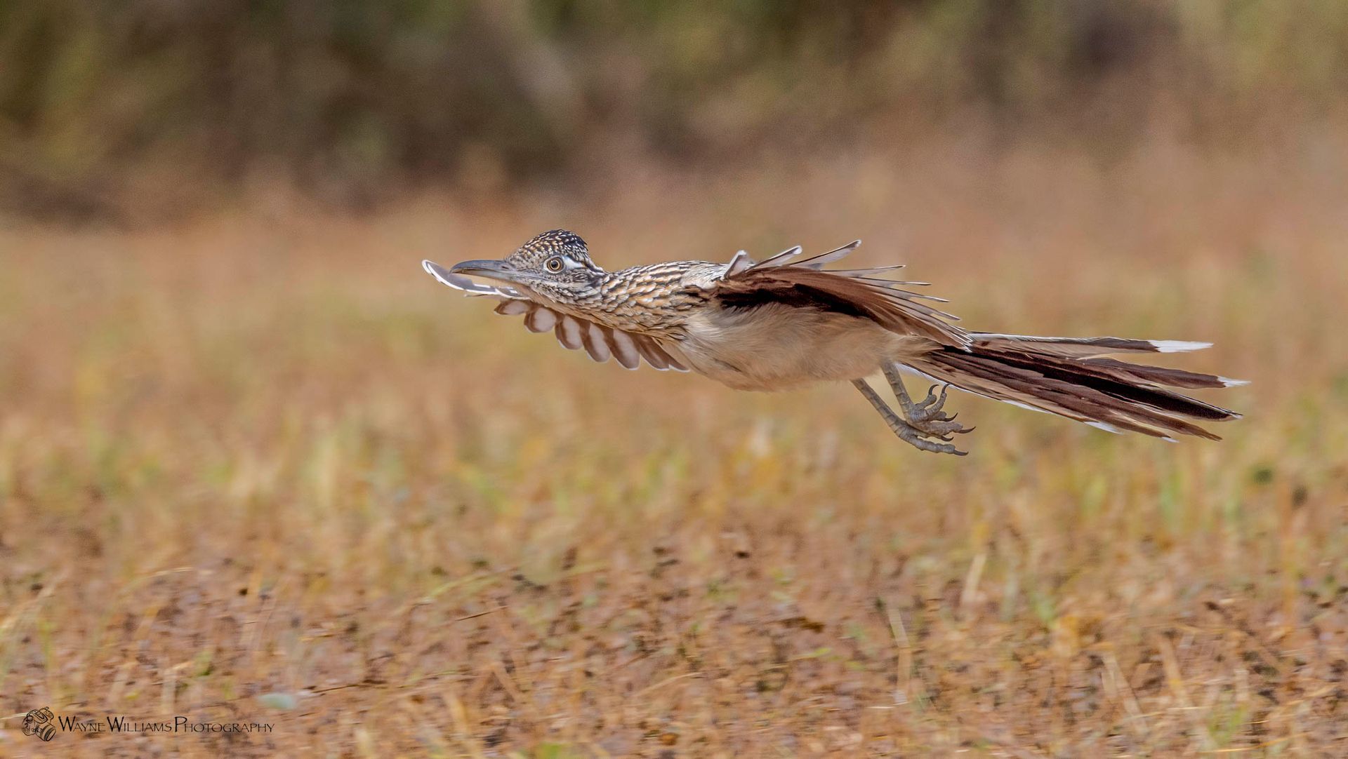 A bird is flying over a field of dry grass.