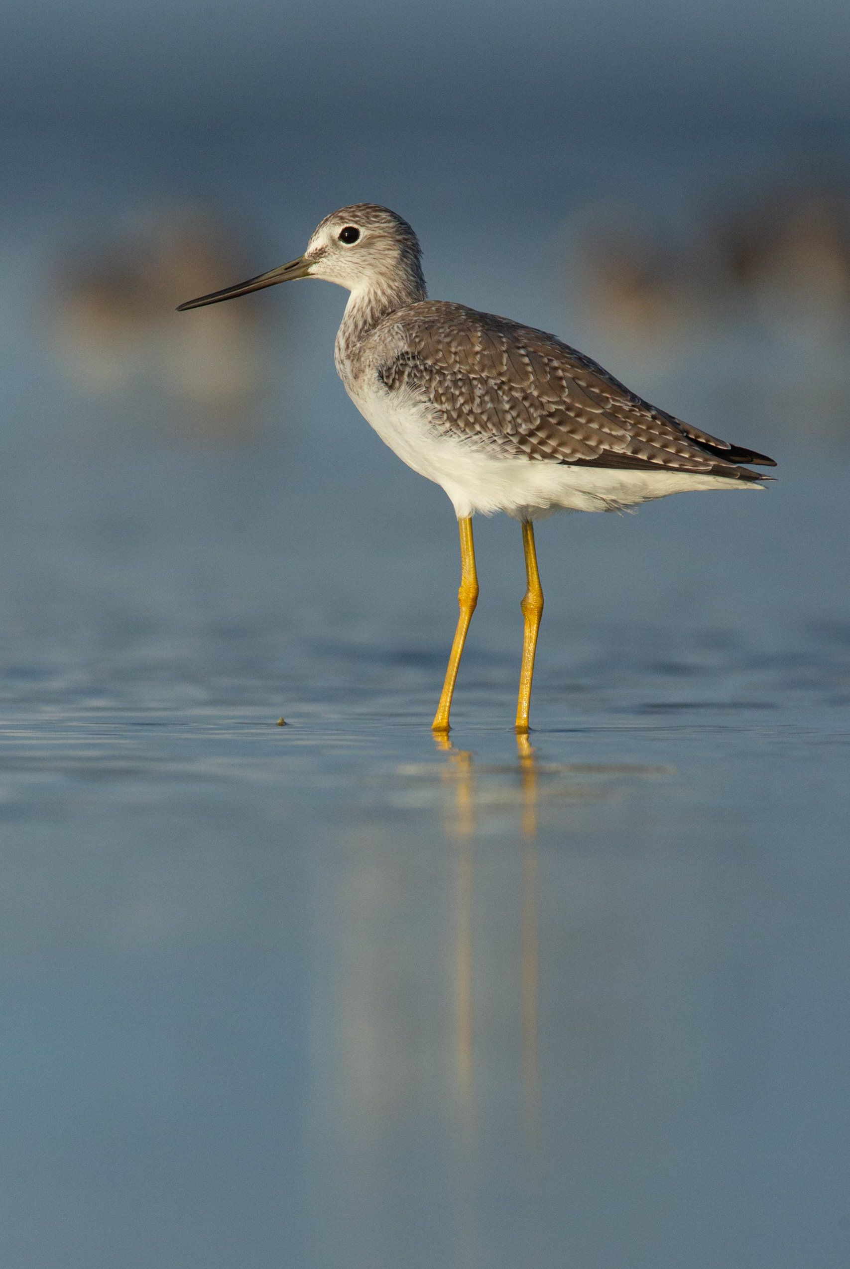 A bird with a long beak is standing in the water