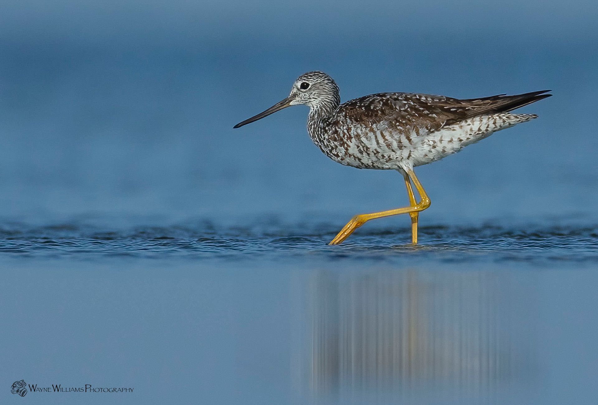 A bird is standing on one leg in the water.