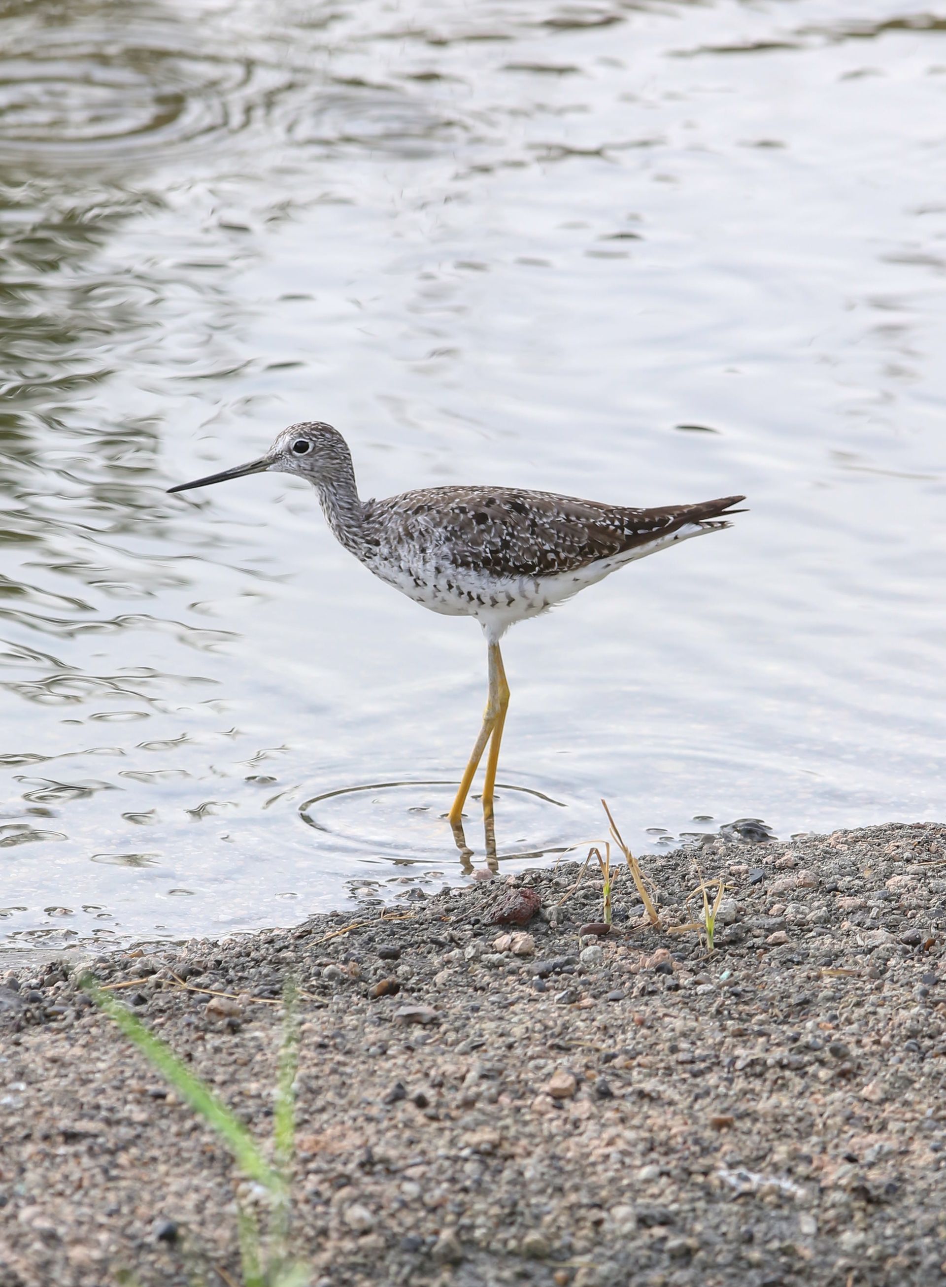 A bird is standing on one leg in the water.