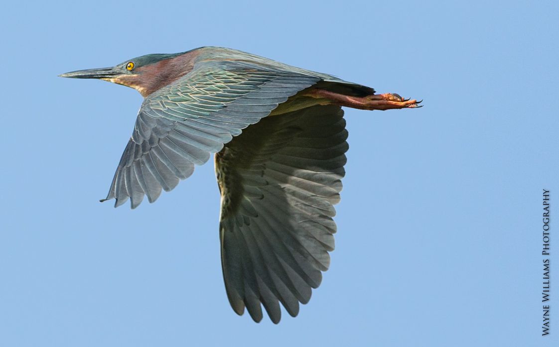 A bird with a long beak is flying in the sky