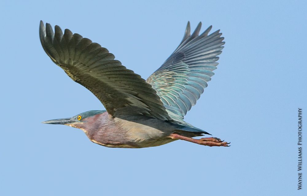 A bird is flying in the sky with its wings spread