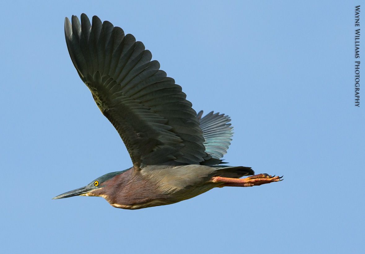 A bird with a long beak is flying in the sky
