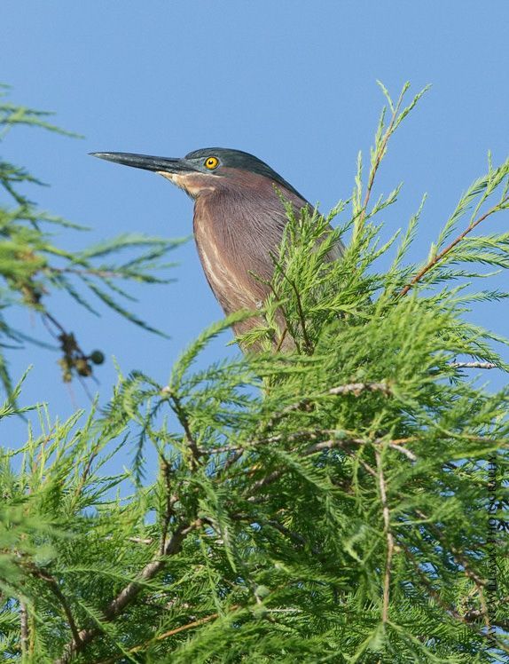 A bird with a long beak is perched on a tree branch.