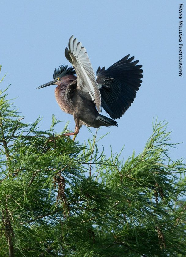 A bird is perched on a tree branch with its wings outstretched.