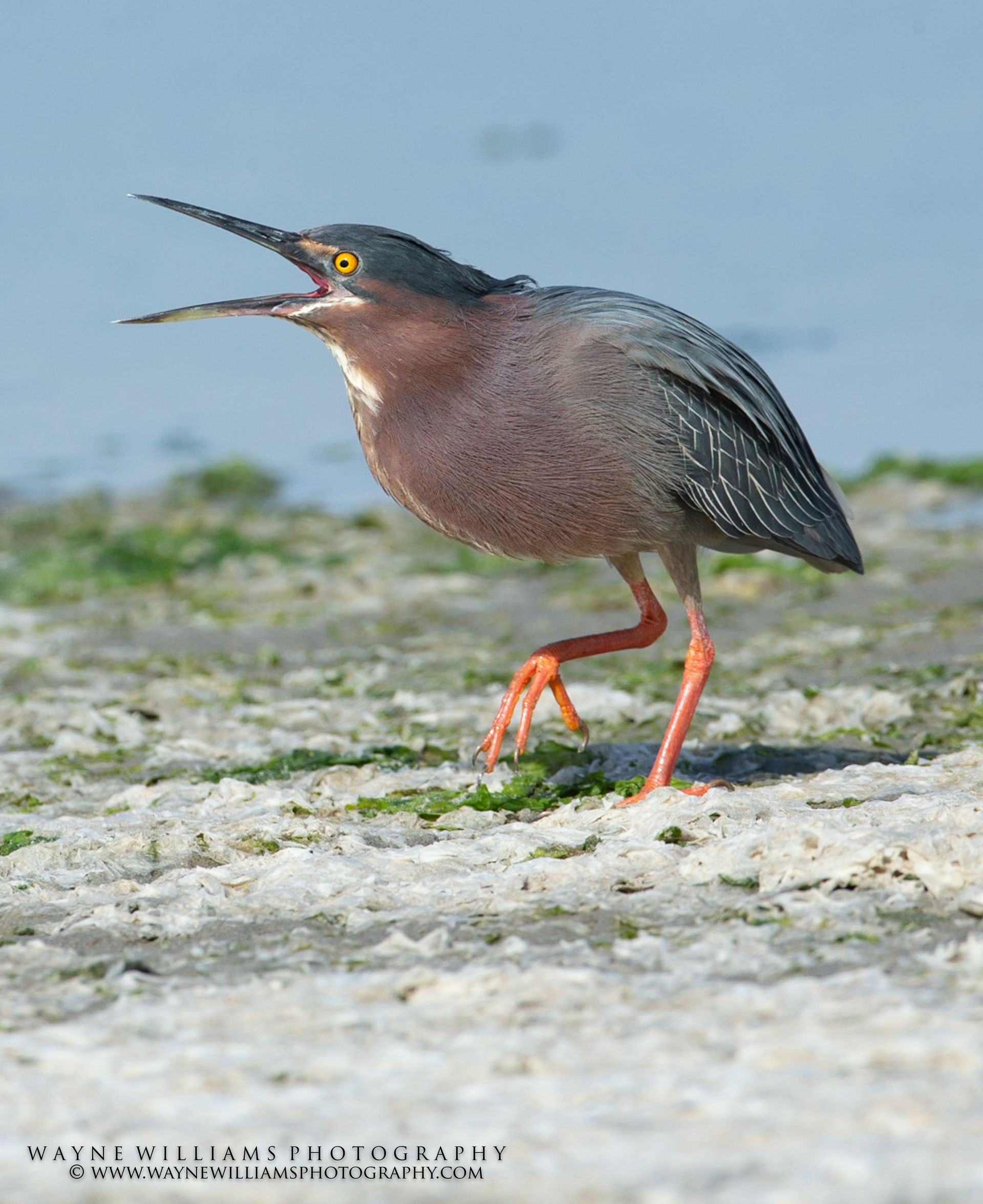A bird is standing on a beach with its beak open.