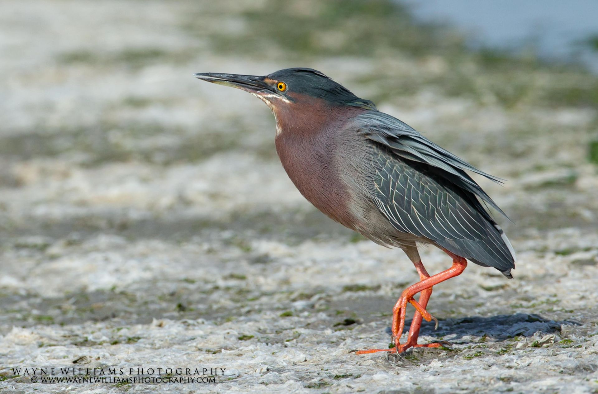 A green heron is standing on one leg on the ground.