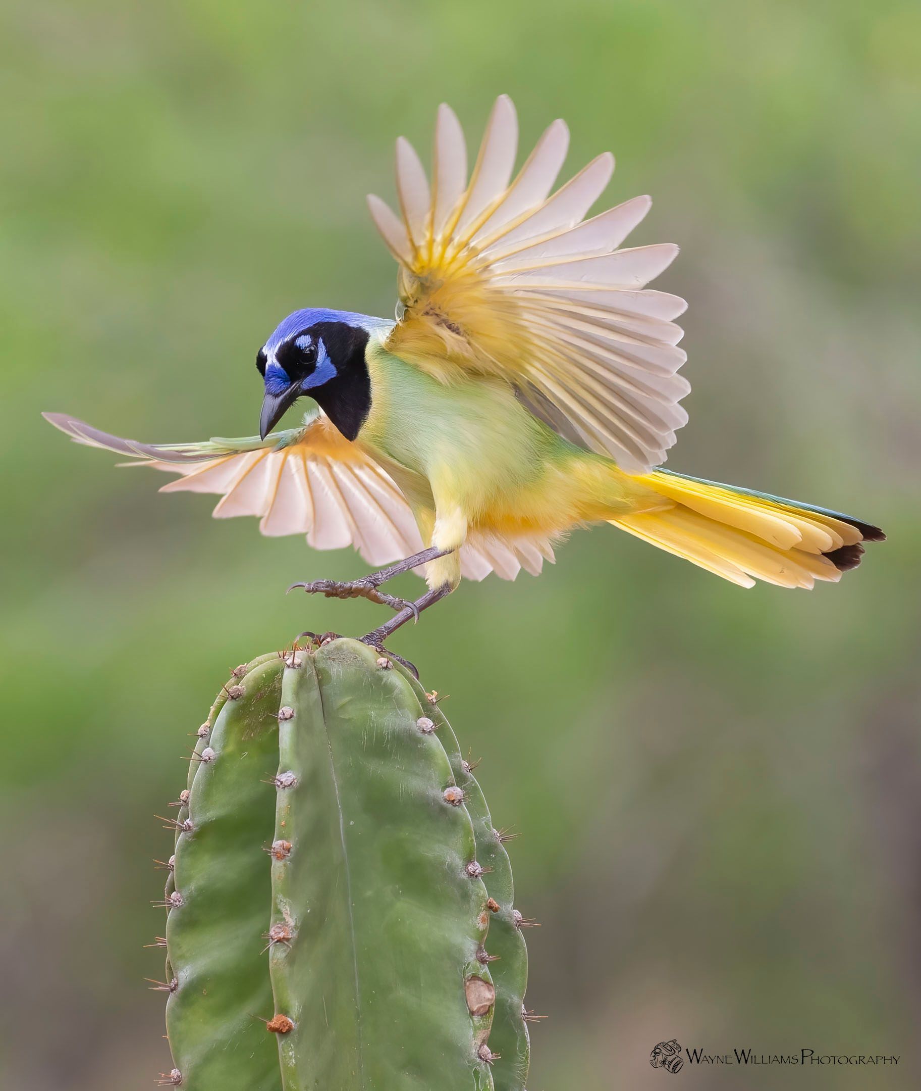 A bird is sitting on top of a cactus with its wings outstretched.
