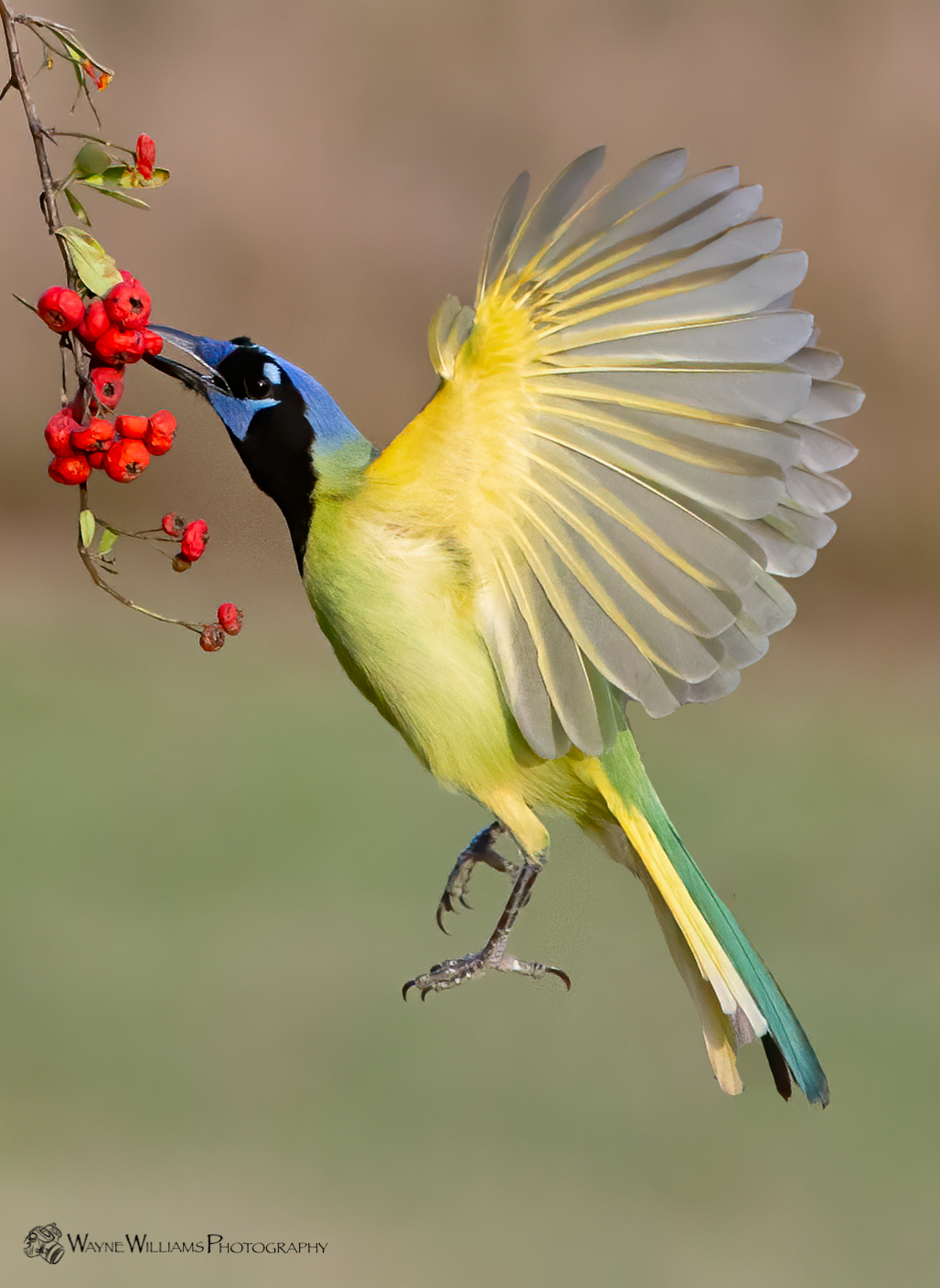 A bird is eating berries from a tree branch