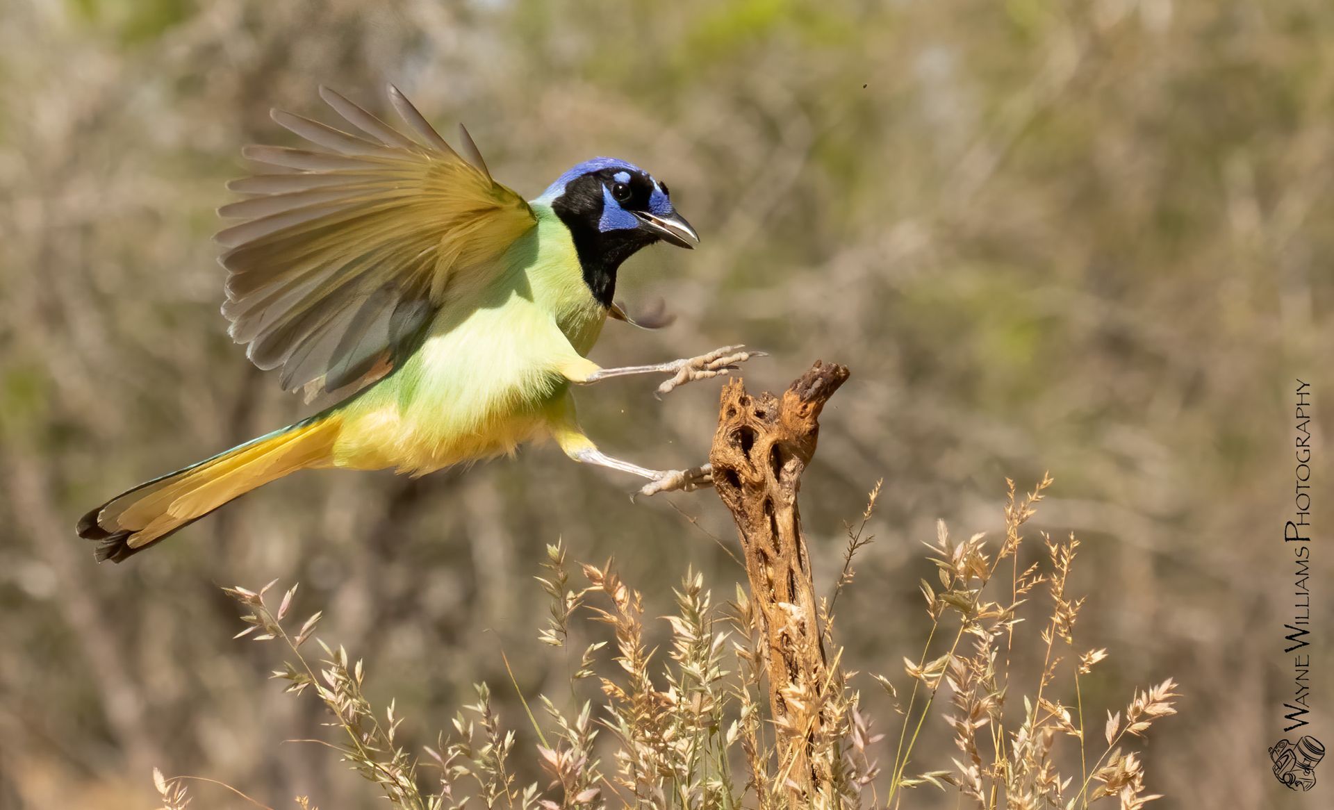 A green and yellow bird with a blue head is flying over a tree branch.
