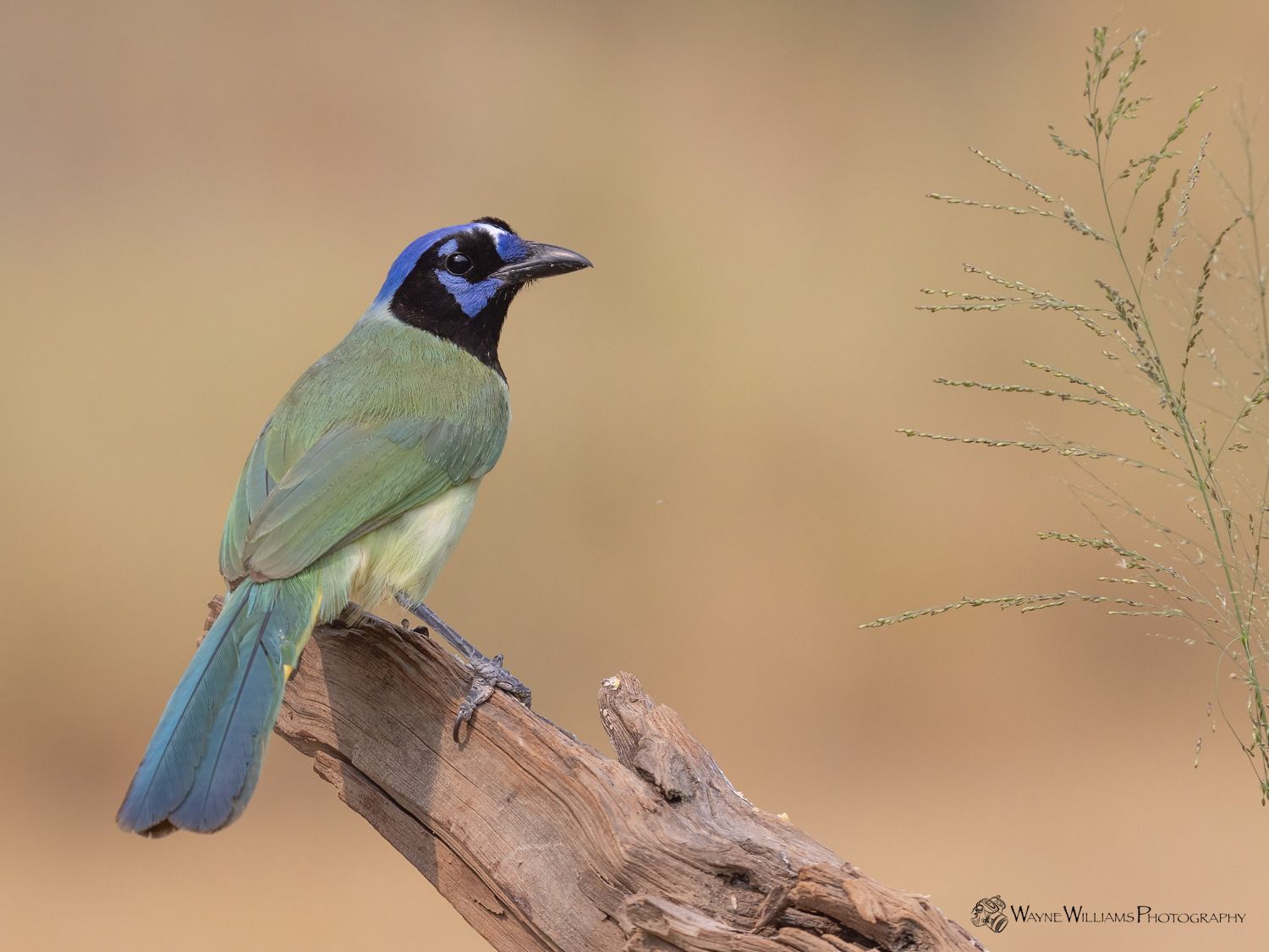 A green and blue bird perched on a tree branch.