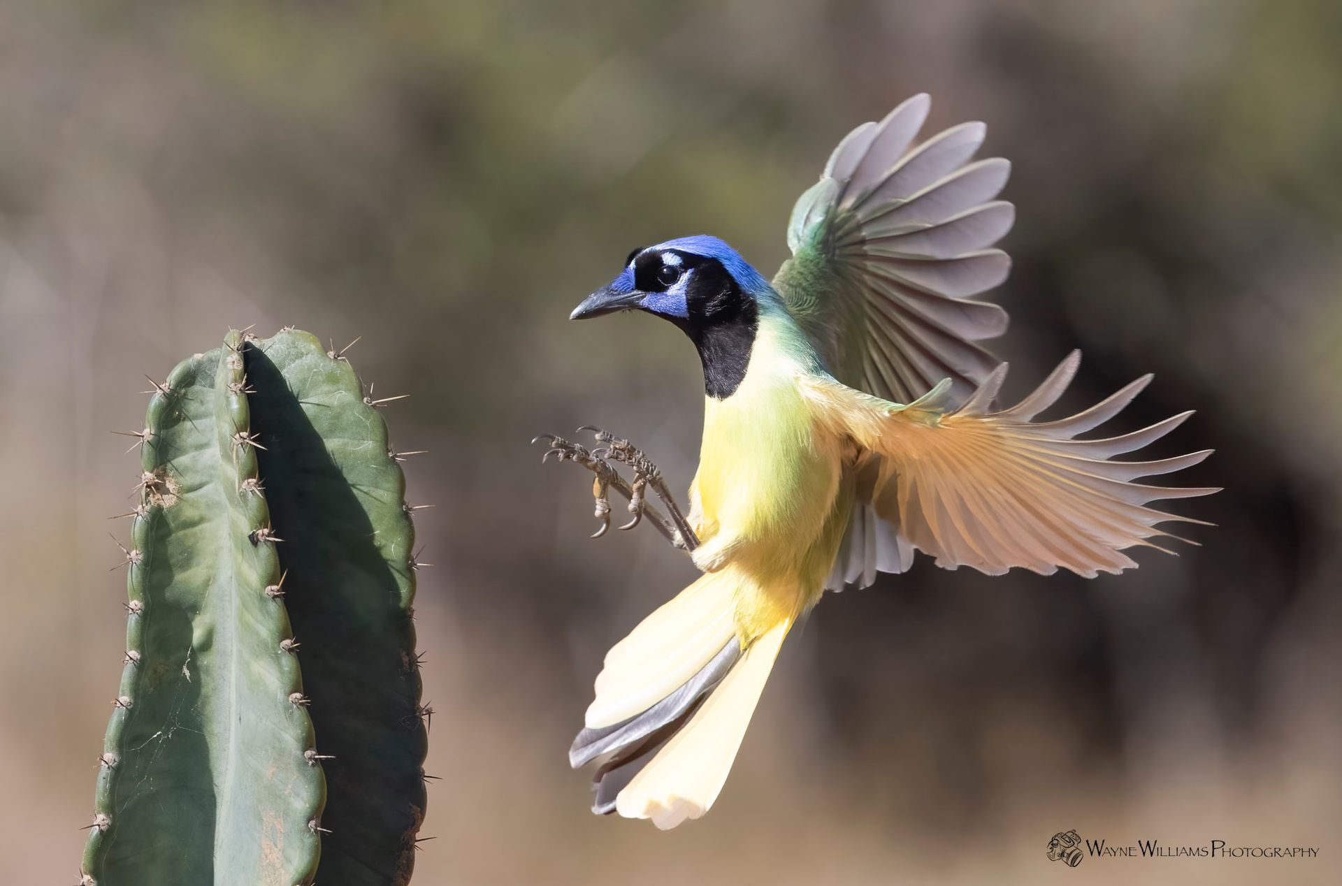 A bird with a blue head is flying near a cactus