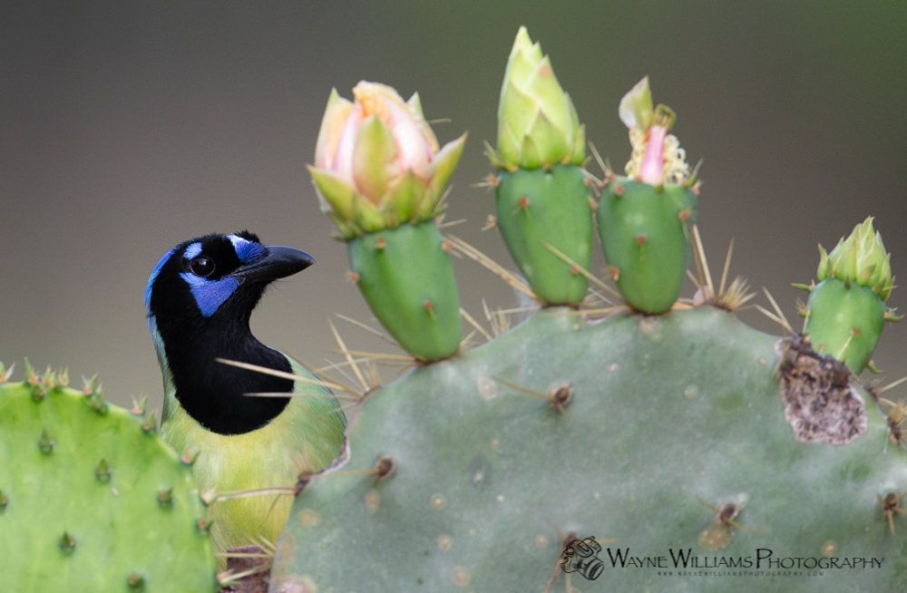 A bird is perched on top of a cactus with flowers.