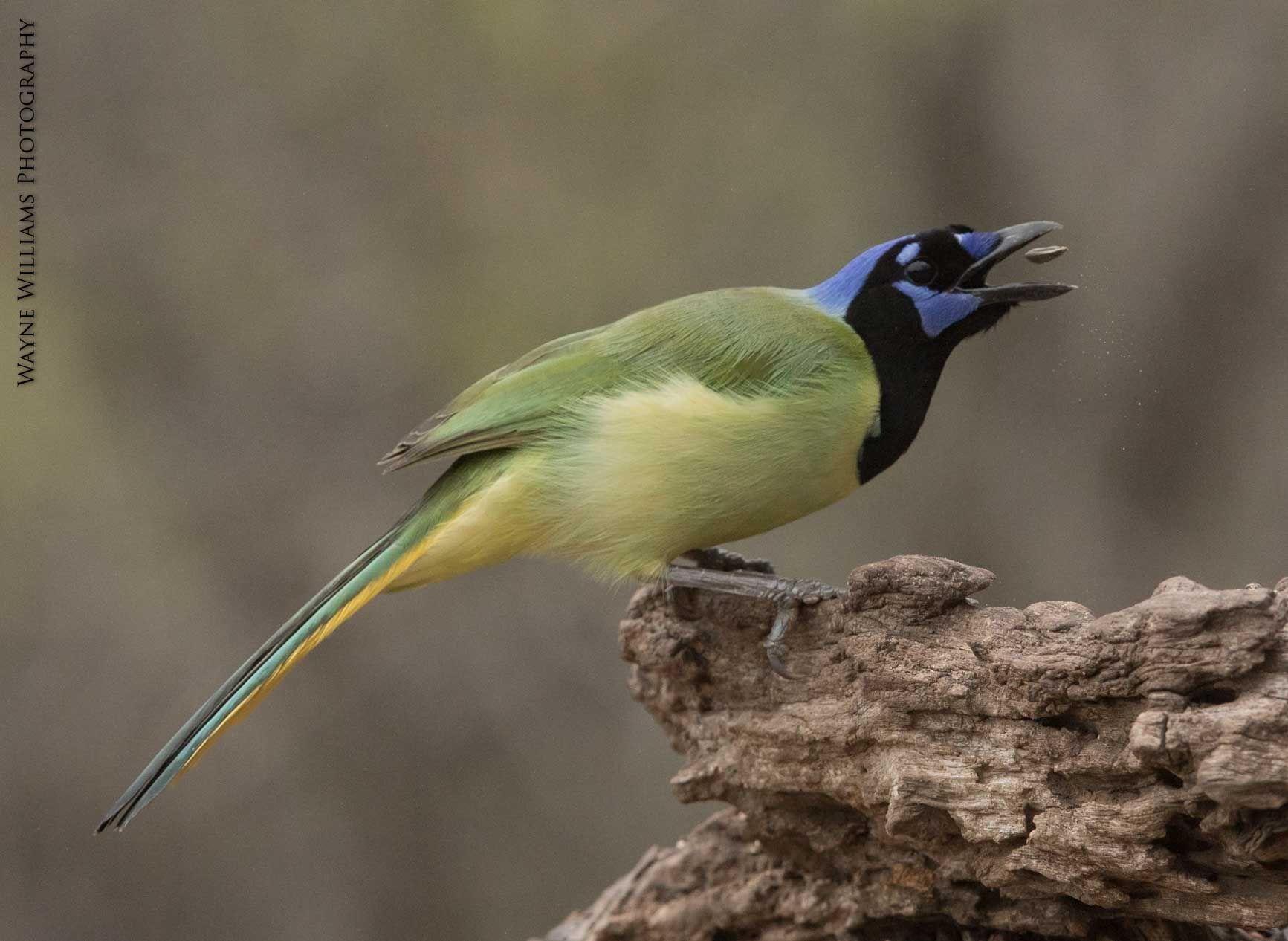 A green and yellow bird with a blue head is perched on a tree branch.