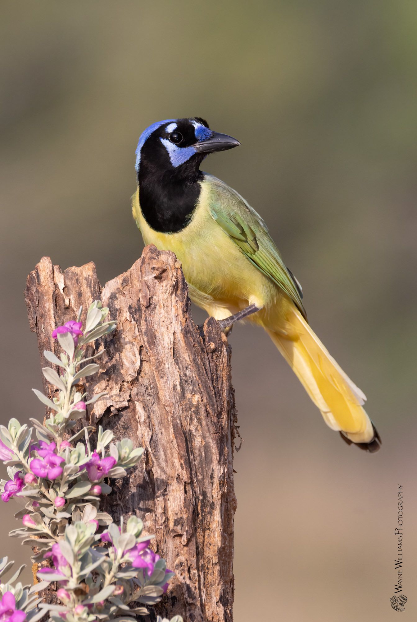 A colorful bird perched on a tree stump next to purple flowers.