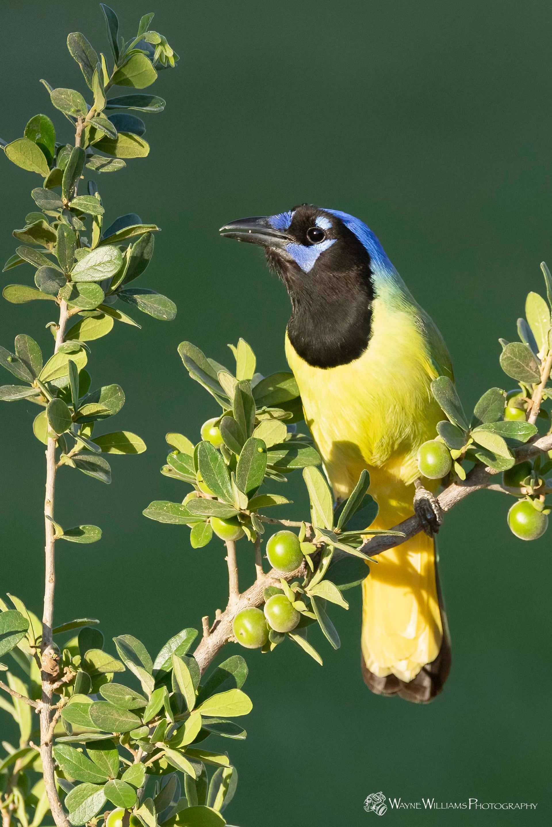 A blue and yellow bird perched on a tree branch