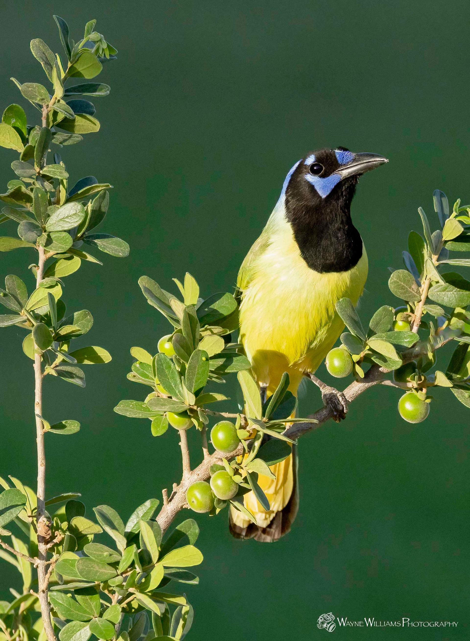 A yellow and black bird perched on a branch with green berries