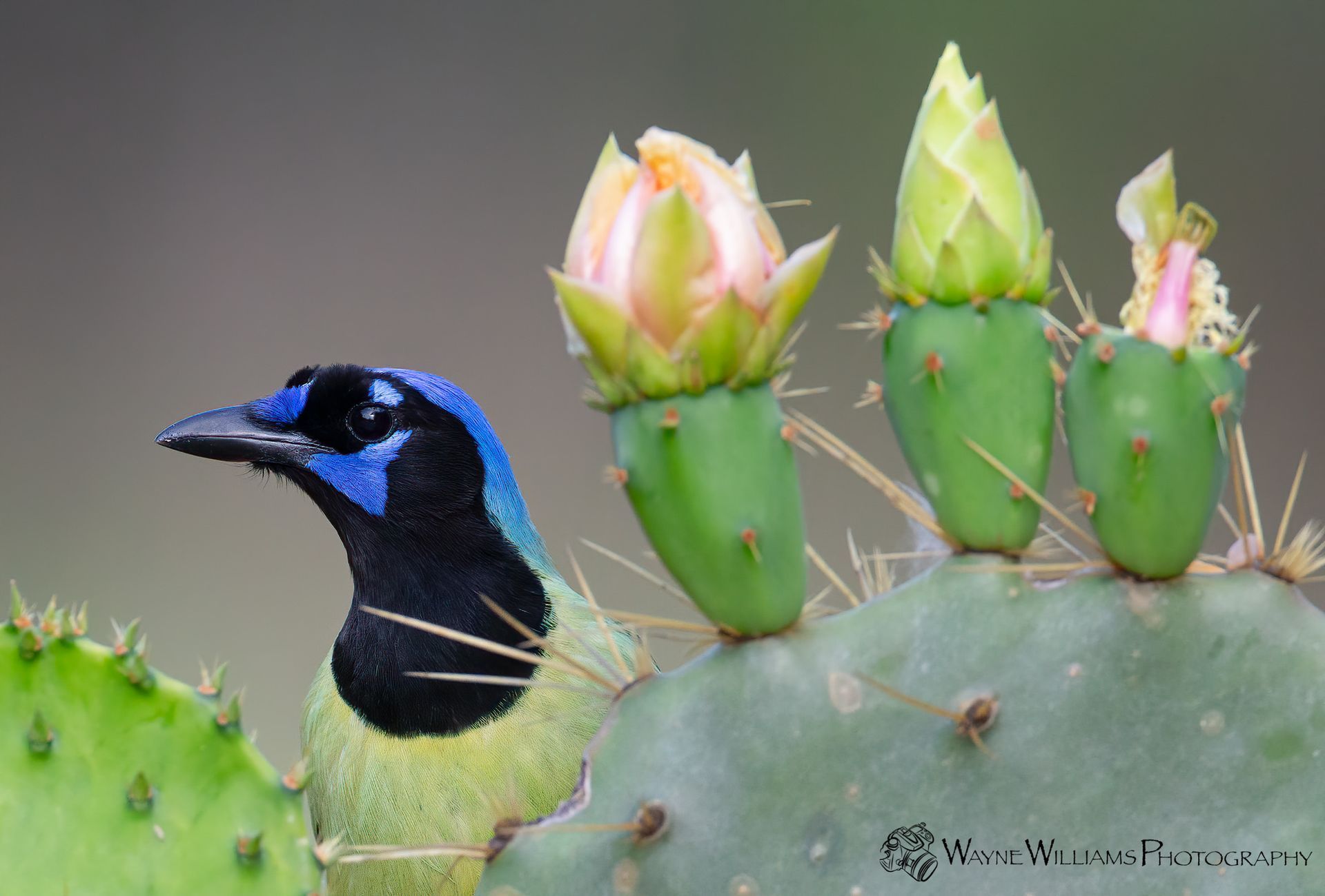 A bird is perched on a cactus with flowers on it