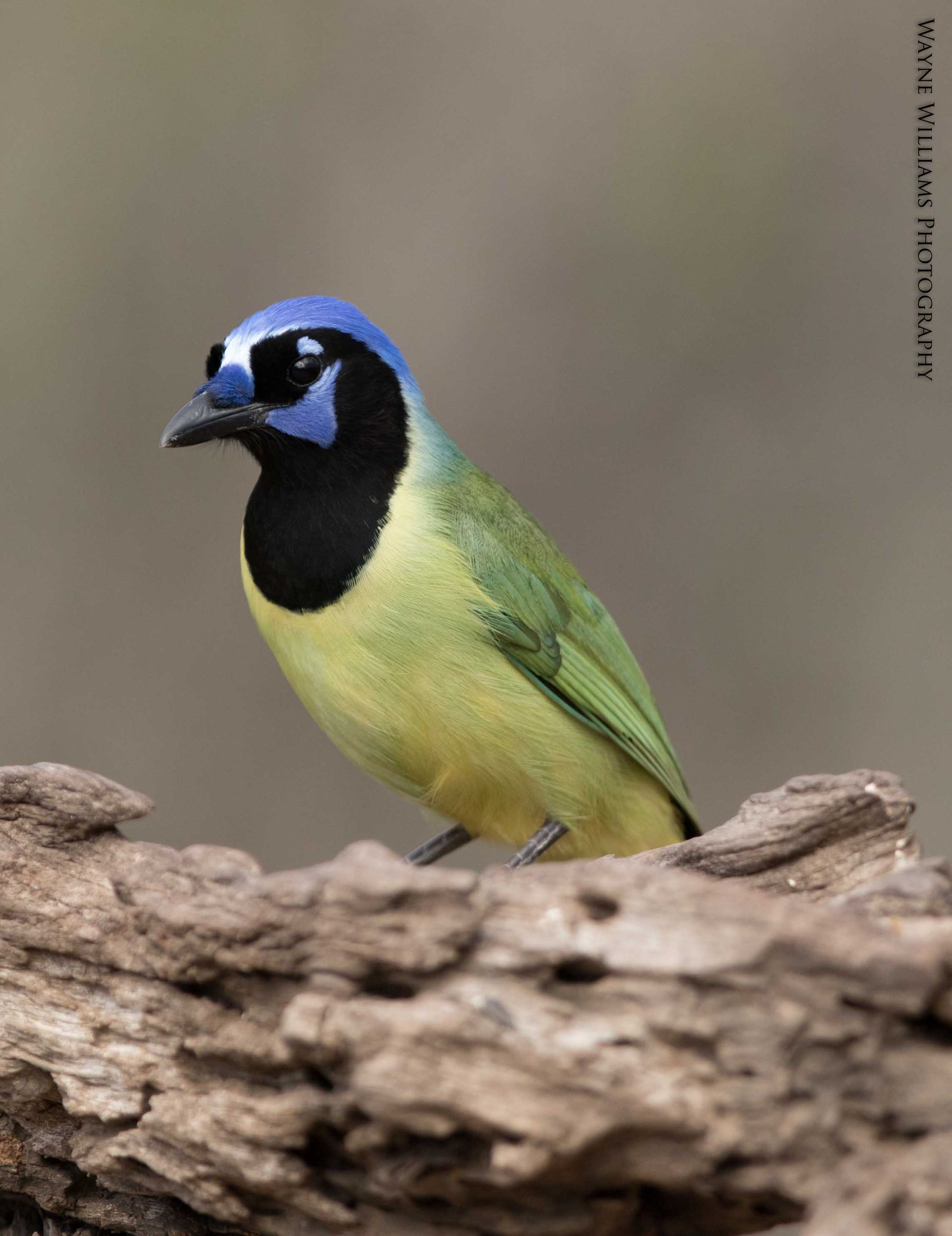 A small bird with a blue head is perched on a piece of wood.