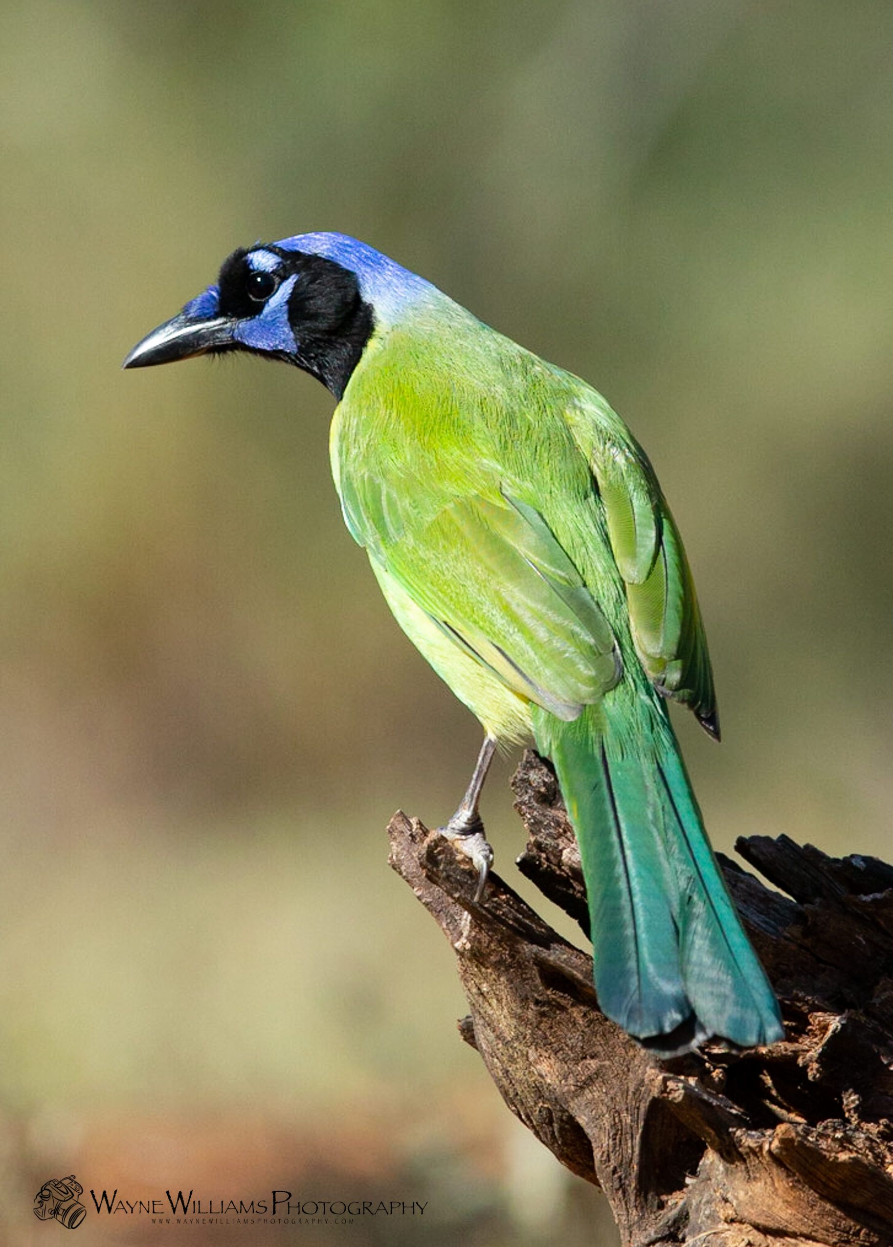 A green bird with a blue head is perched on a branch