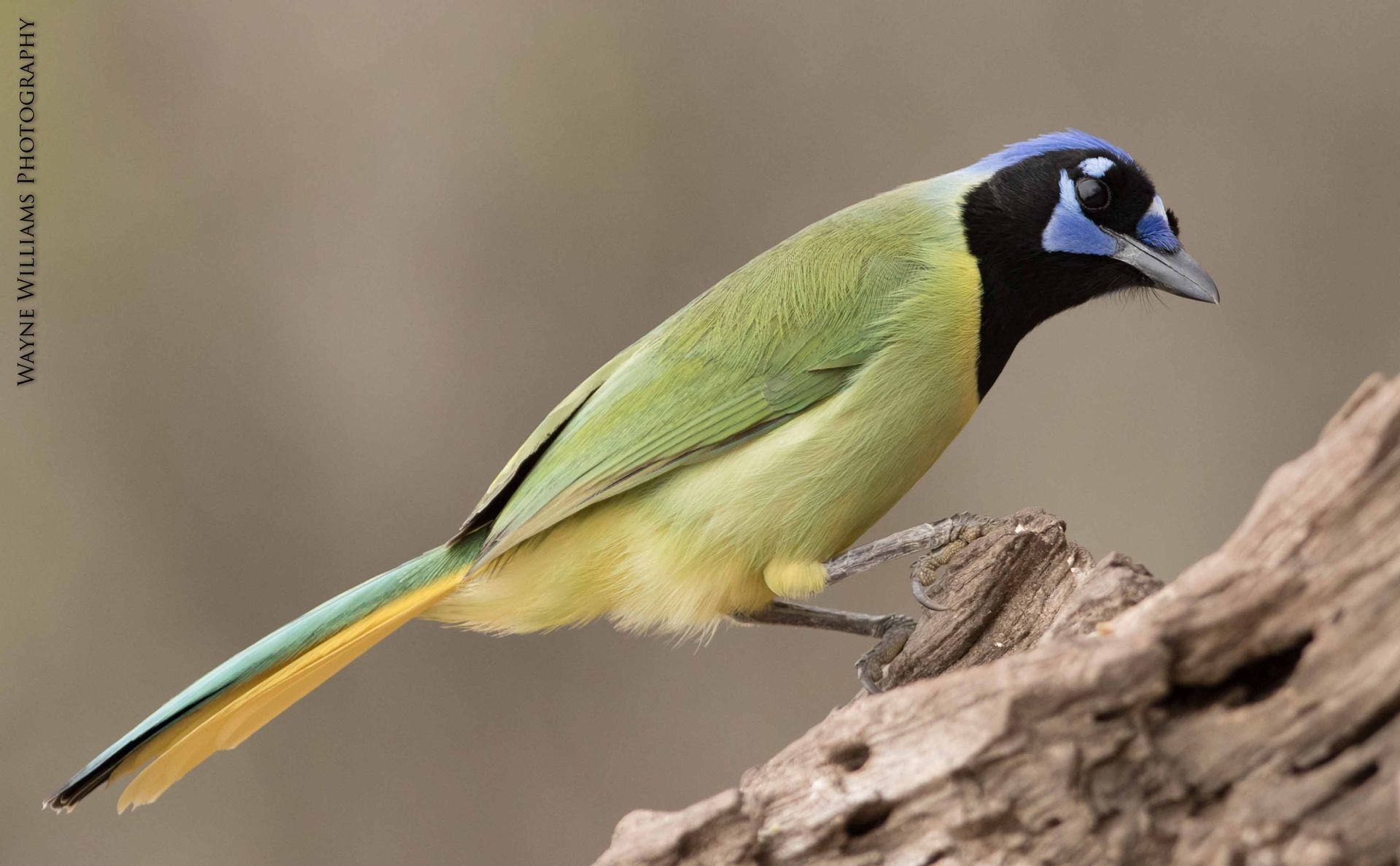 A green and yellow bird with a blue head is perched on a rock.