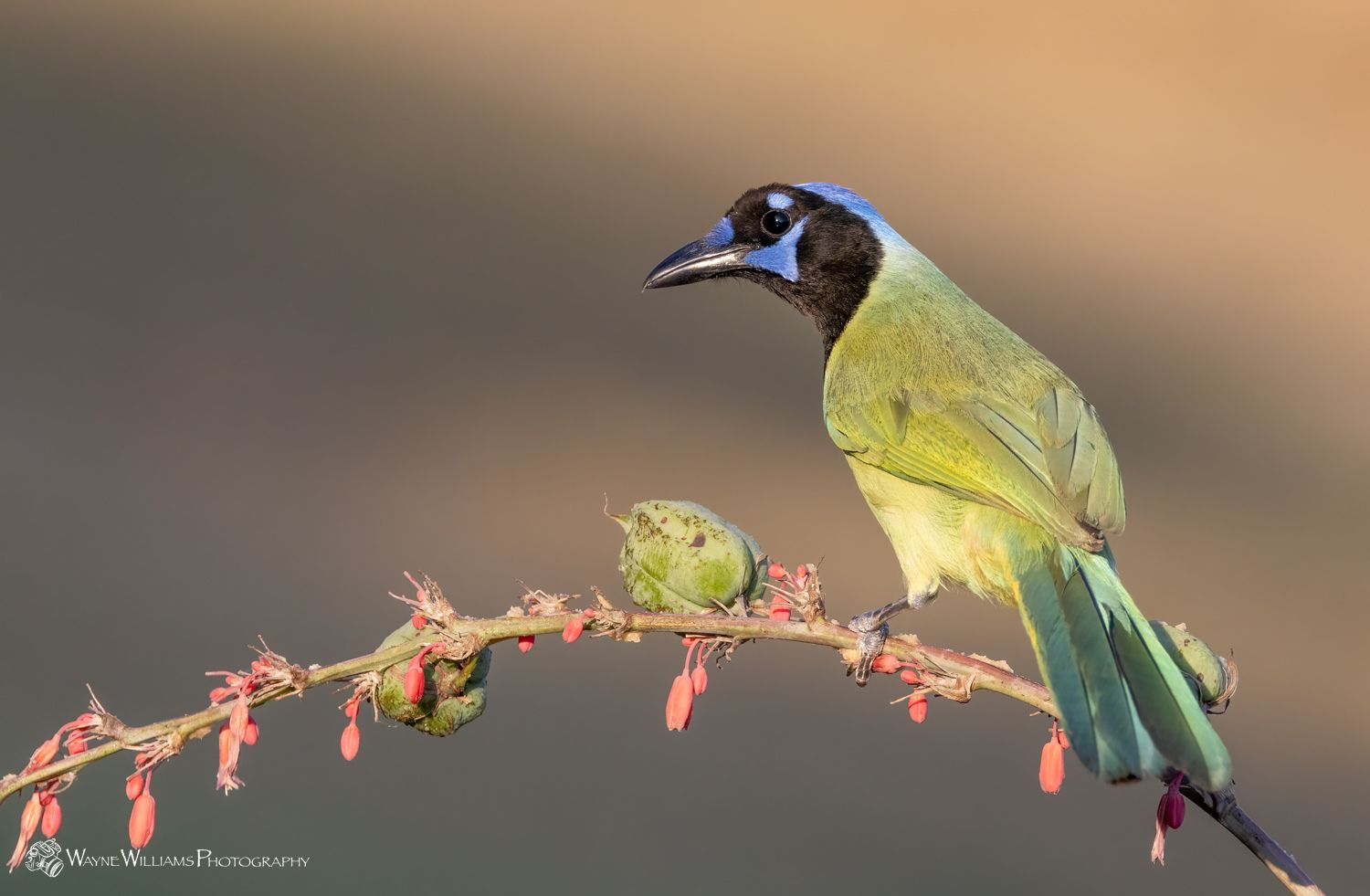 A green and black bird perched on a branch.