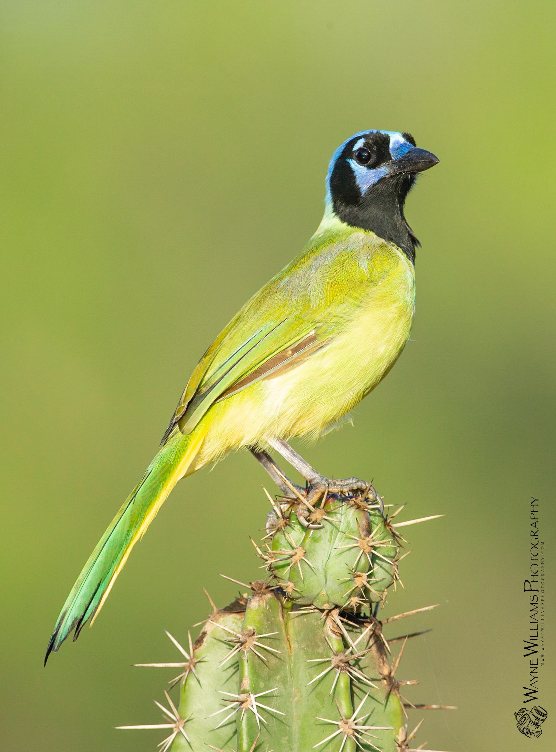 A small bird perched on top of a cactus.