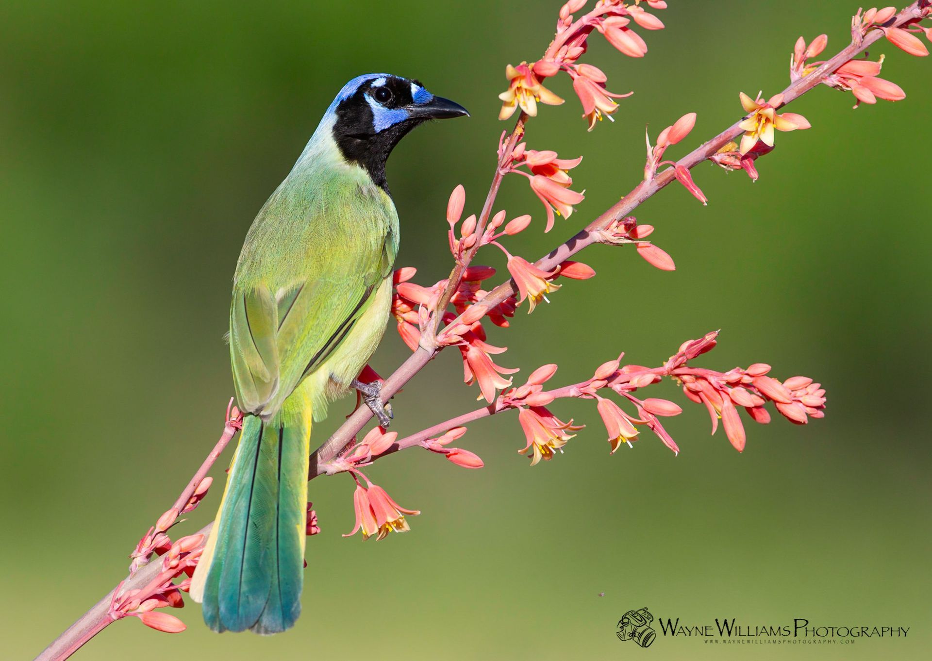 A bird is perched on a branch with red flowers.