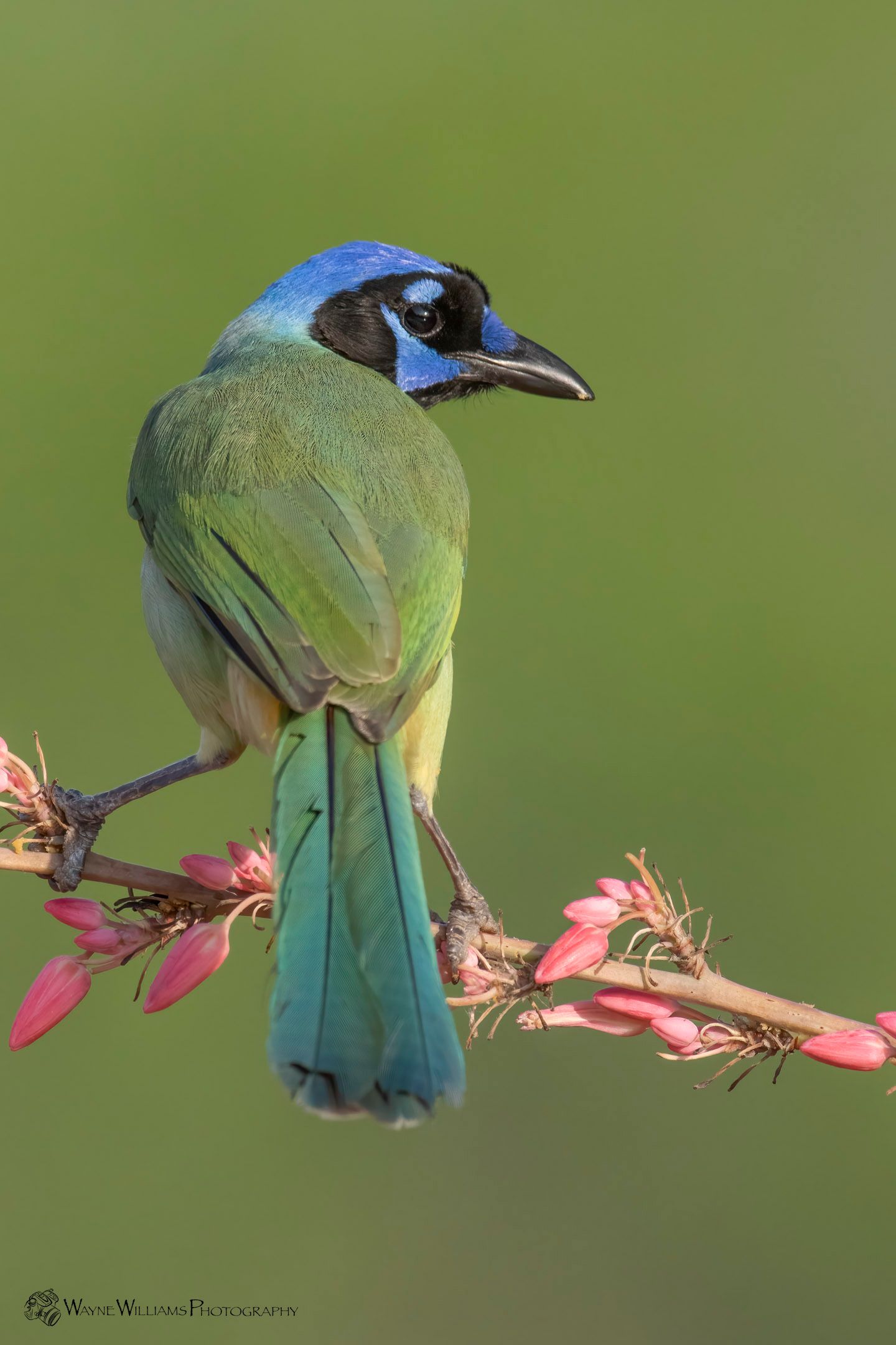 A green and blue bird perched on a branch with pink flowers.