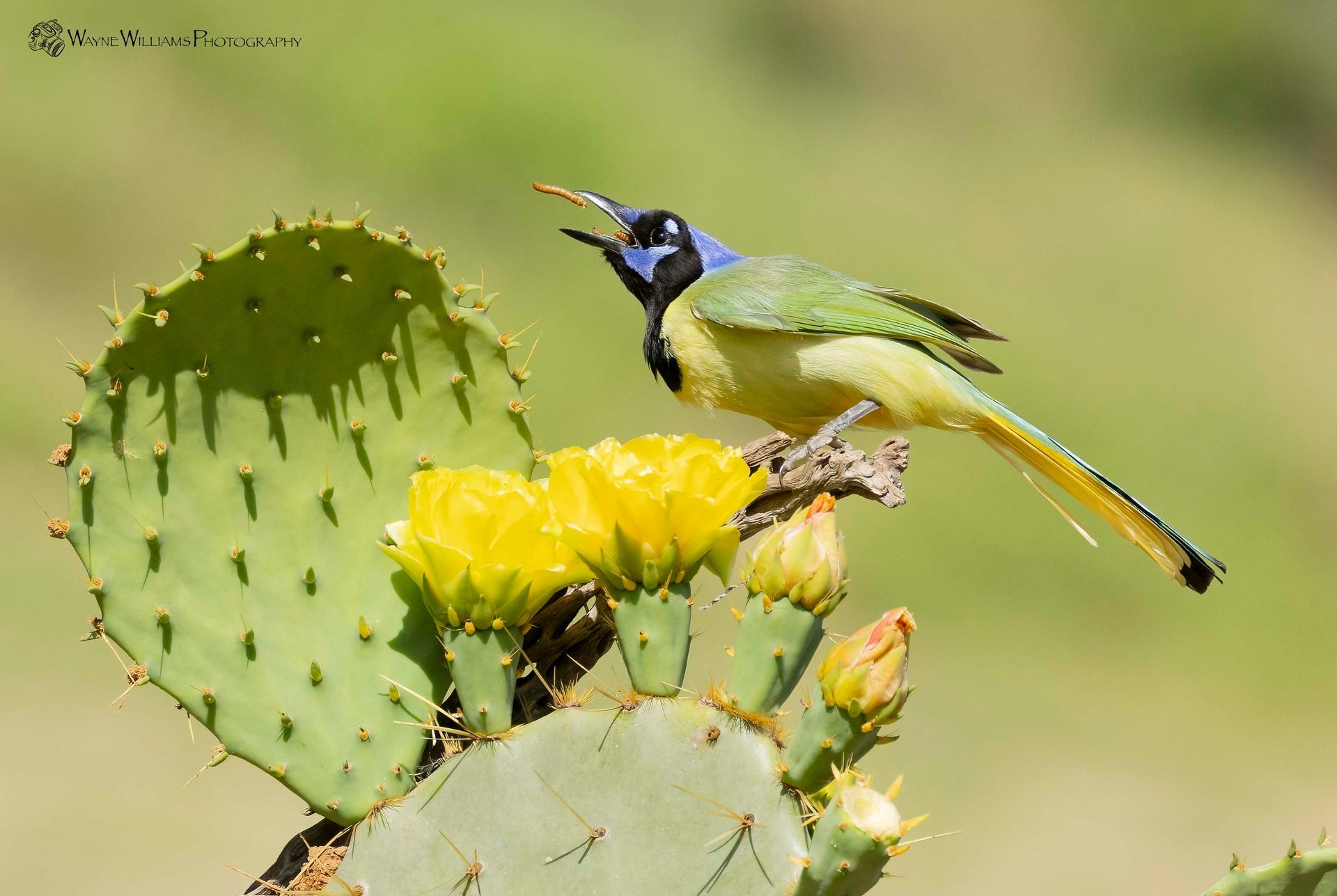 A bird is perched on a cactus with yellow flowers.