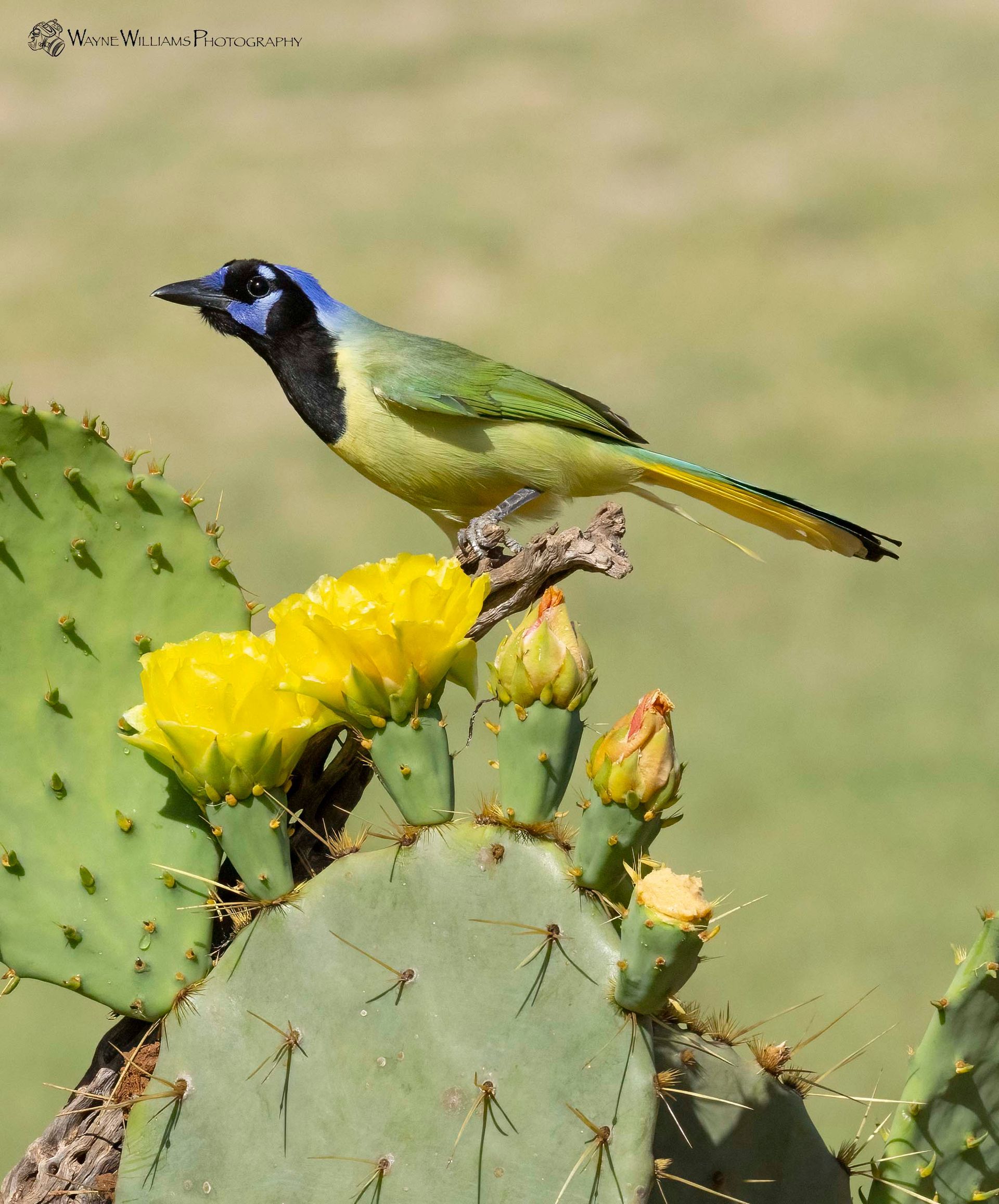 A bird perched on a cactus with yellow flowers