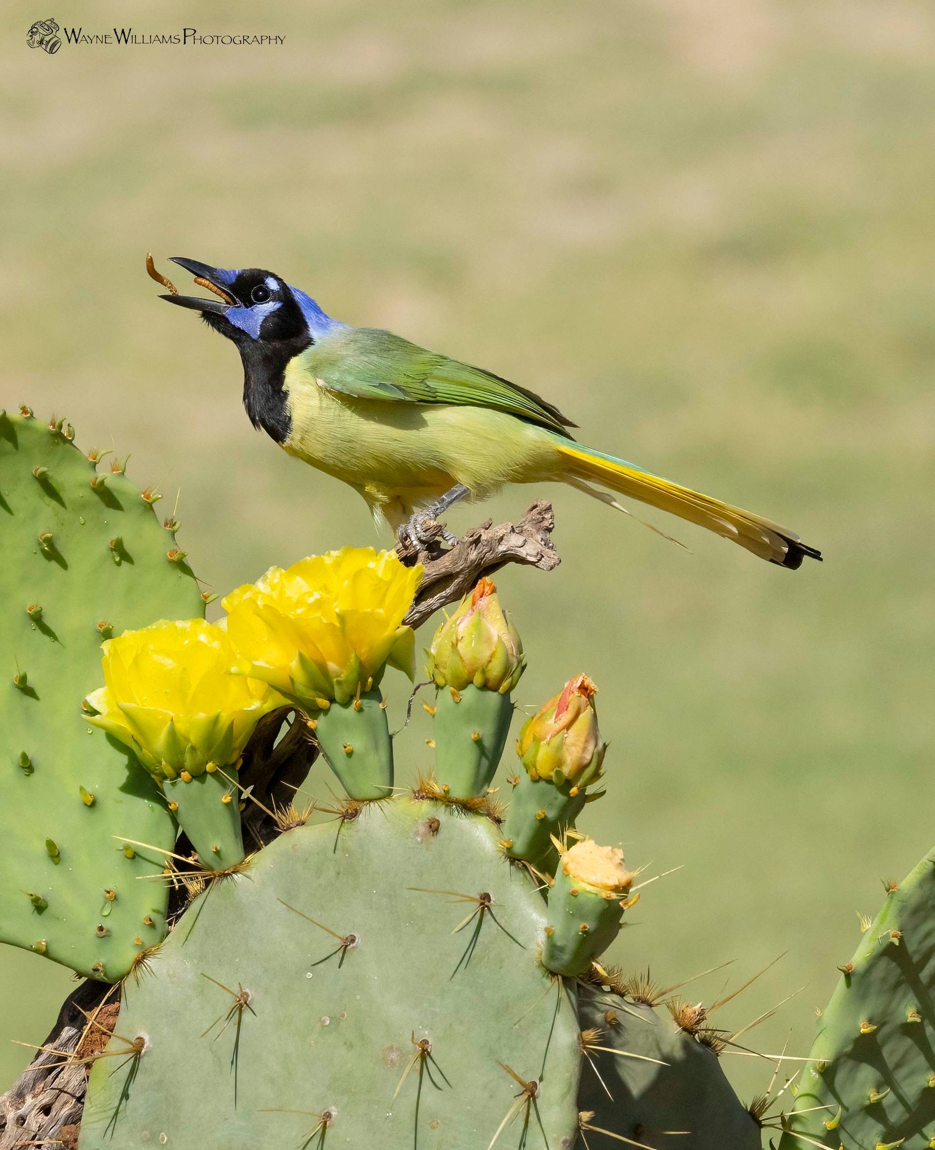 A bird perched on a cactus with yellow flowers