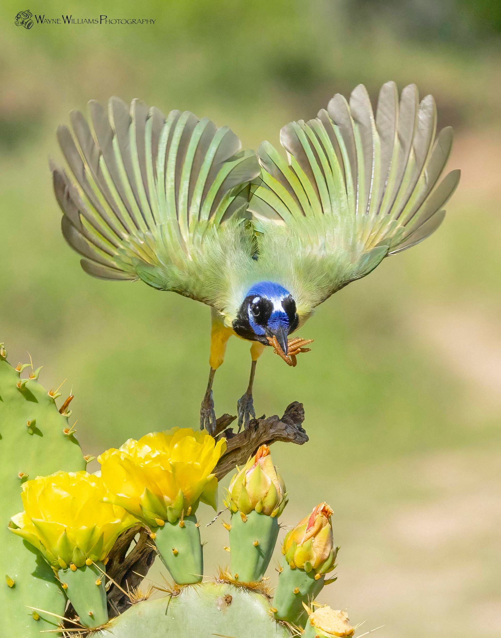 A bird is perched on a cactus with its wings spread.