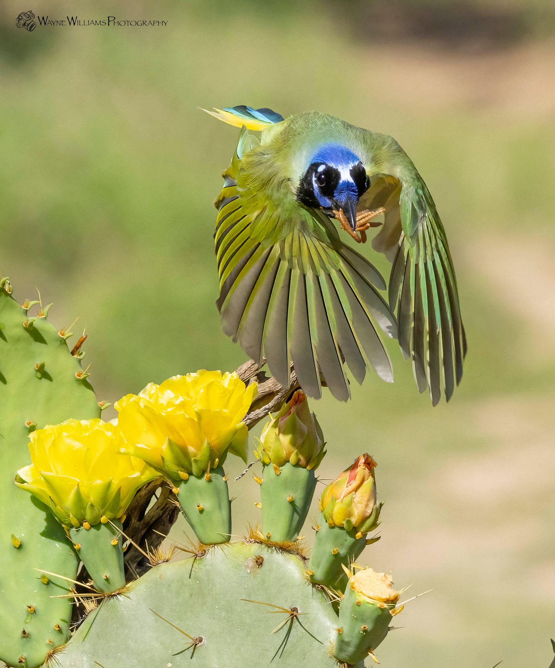 A bird is flying over a cactus with yellow flowers