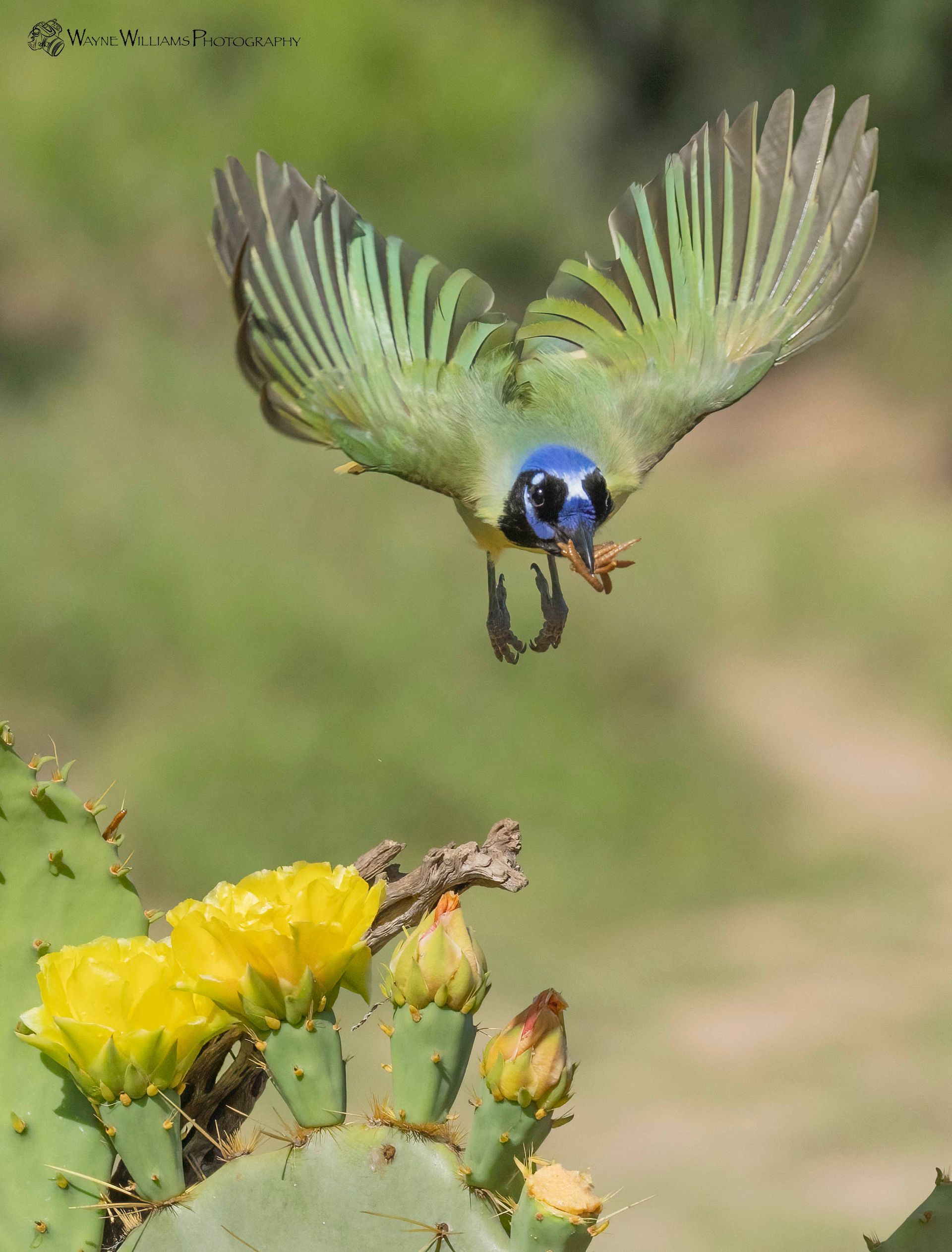 A bird is flying over a cactus with a yellow flower.
