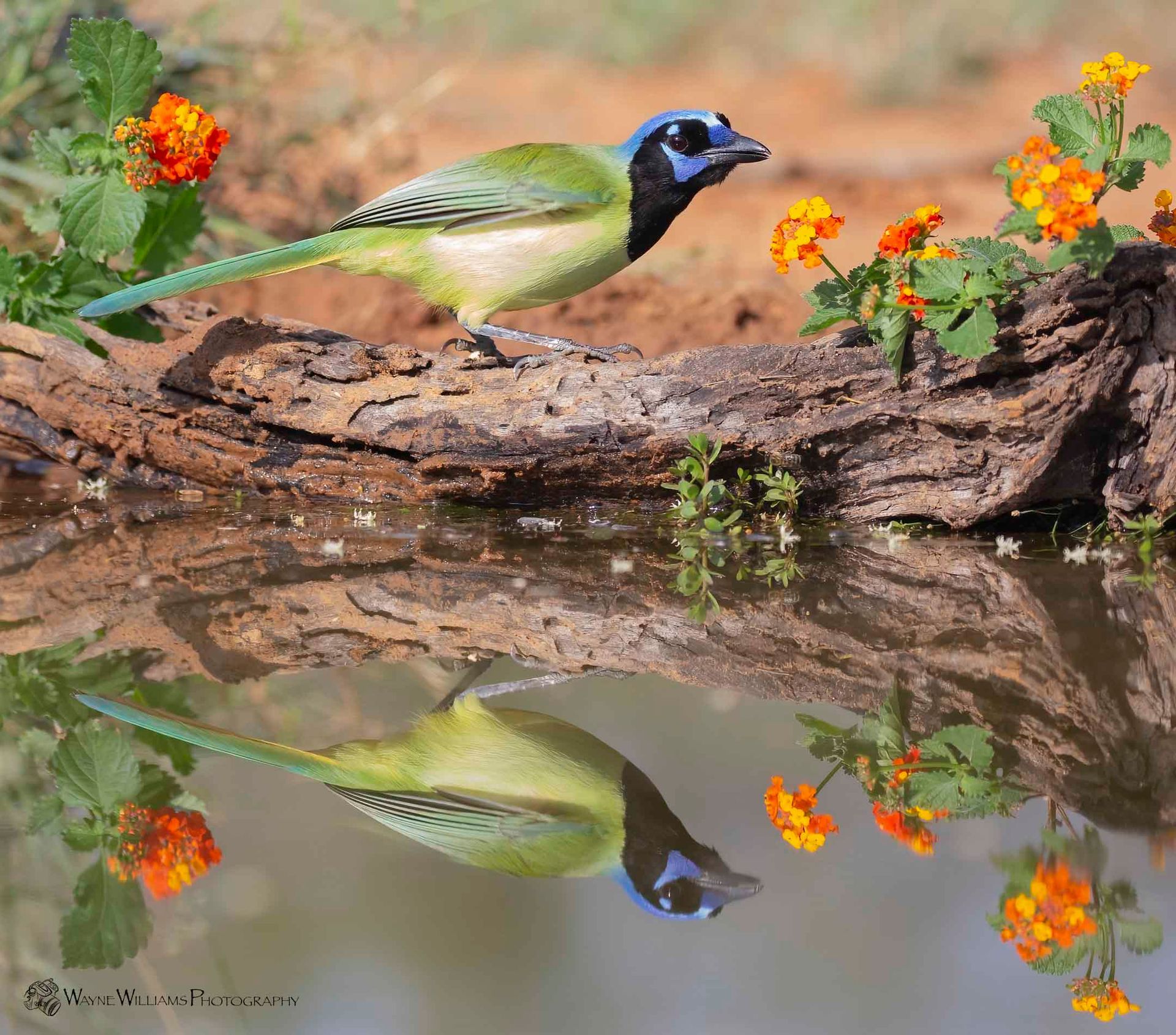 A green bird is perched on a log next to a body of water.