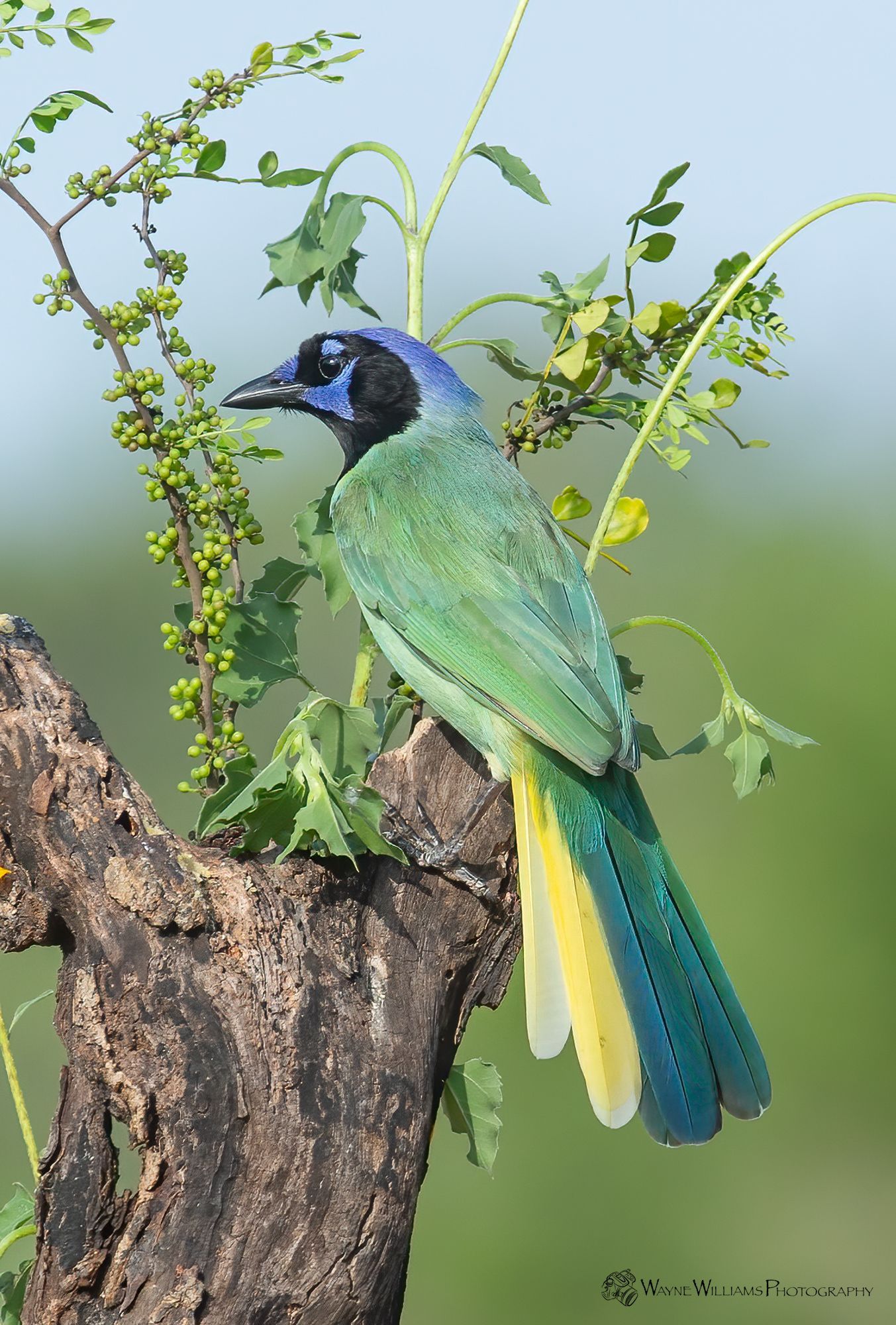 A green and blue bird perched on a tree branch