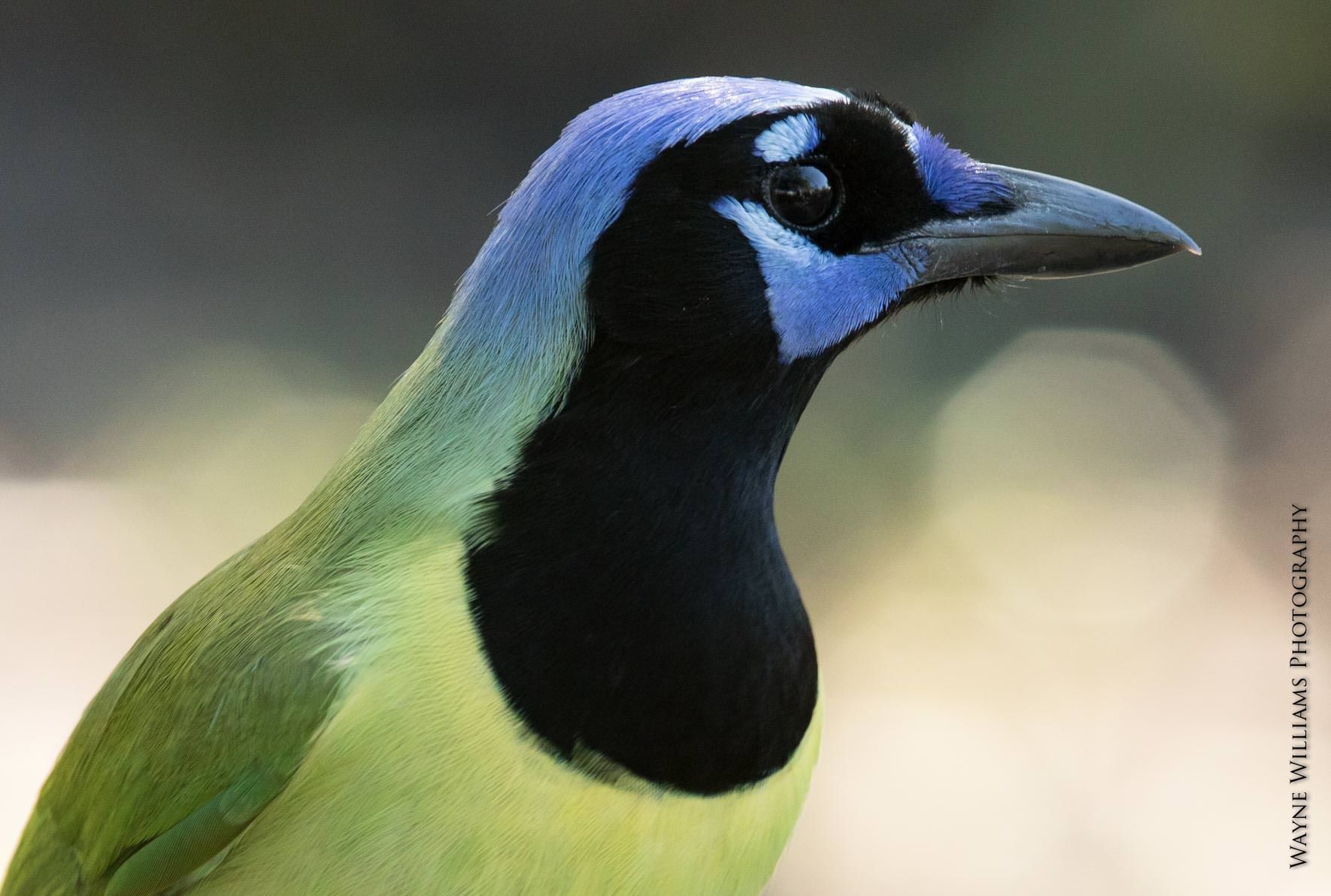 A close up of a bird with a blue head