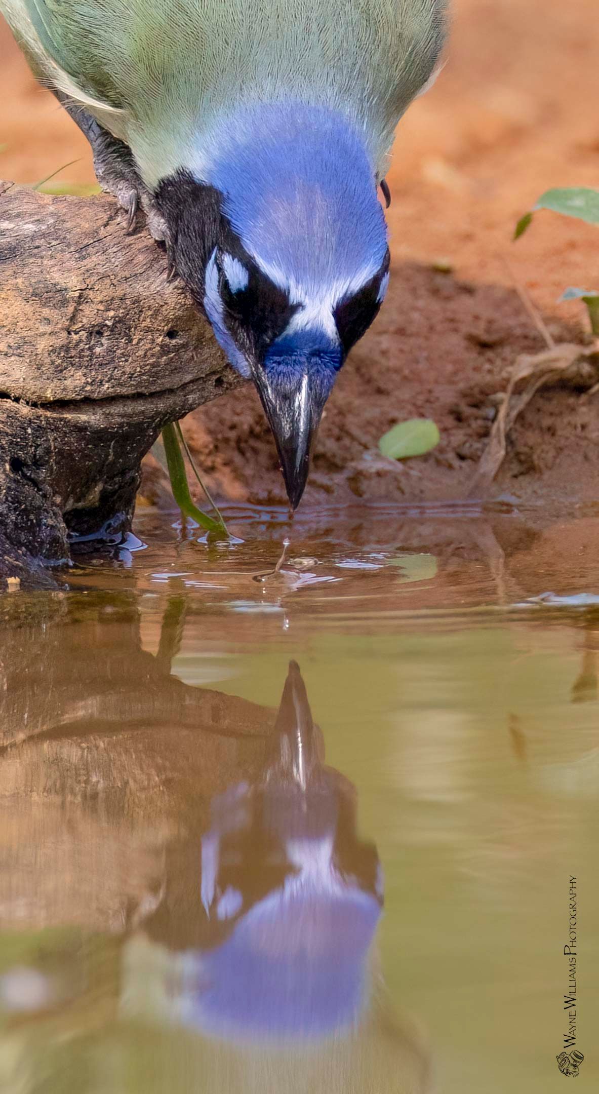 A blue bird is drinking water from a pond.