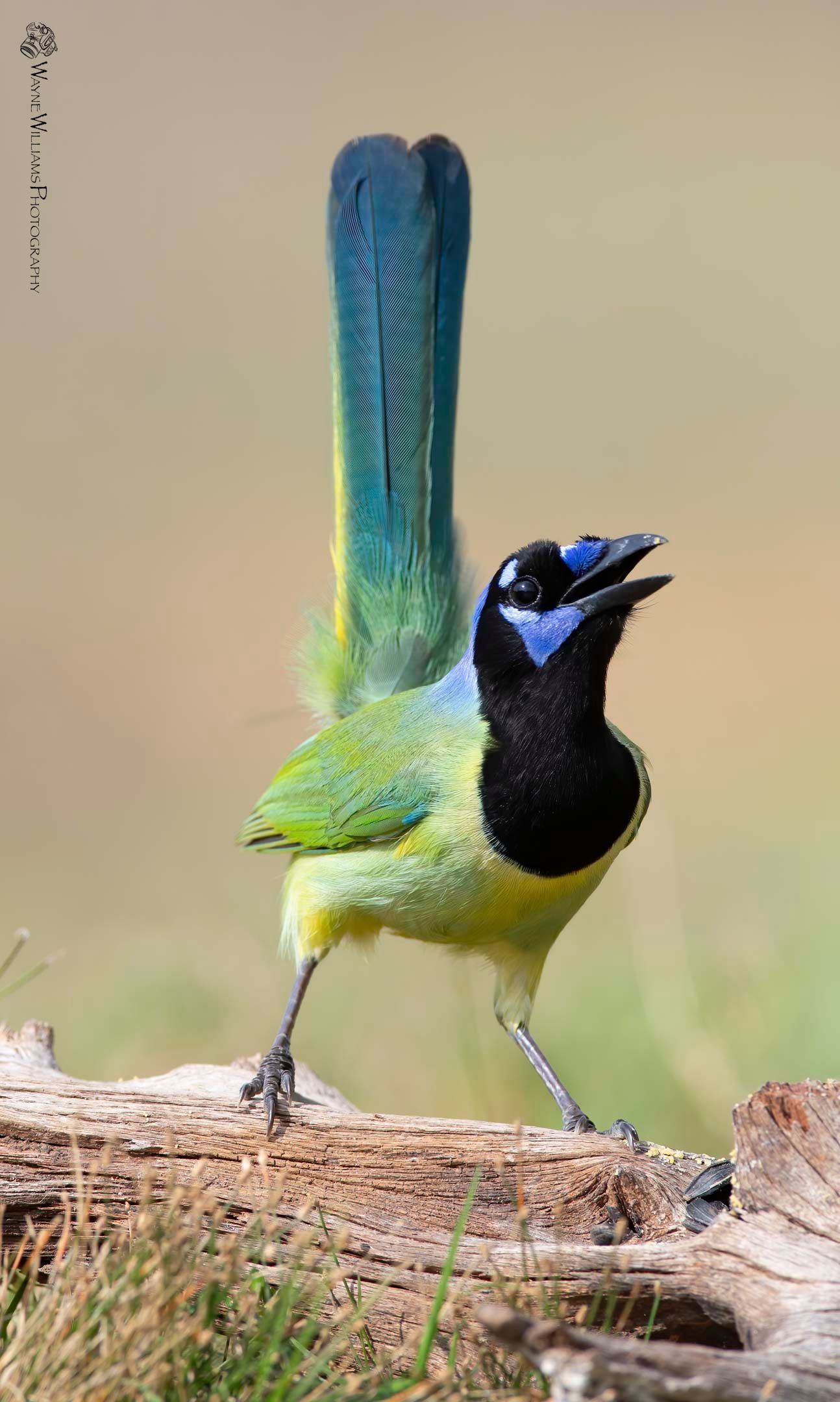 A colorful bird with a long tail is perched on a log.