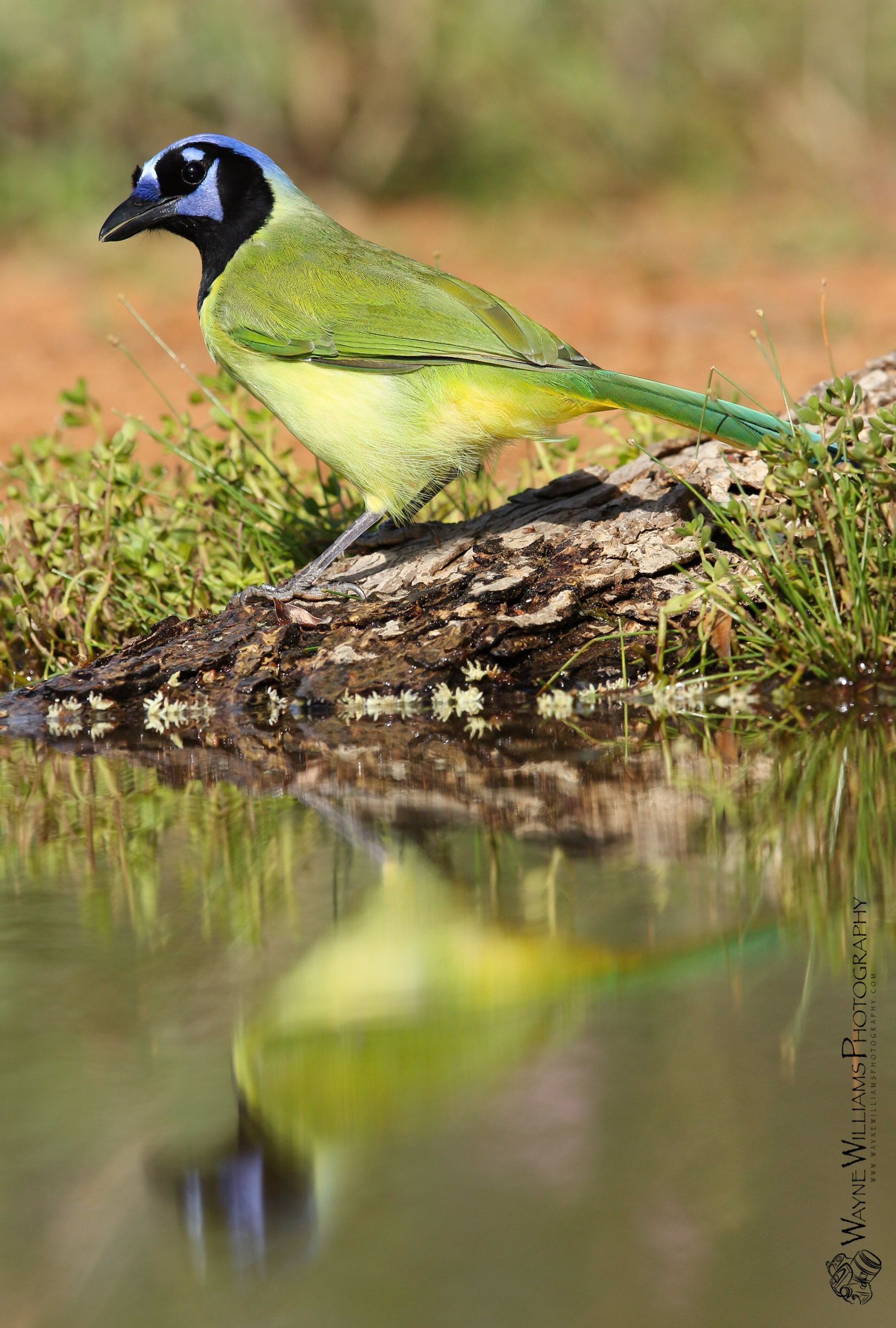 A green and yellow bird is perched on a rock near a body of water.