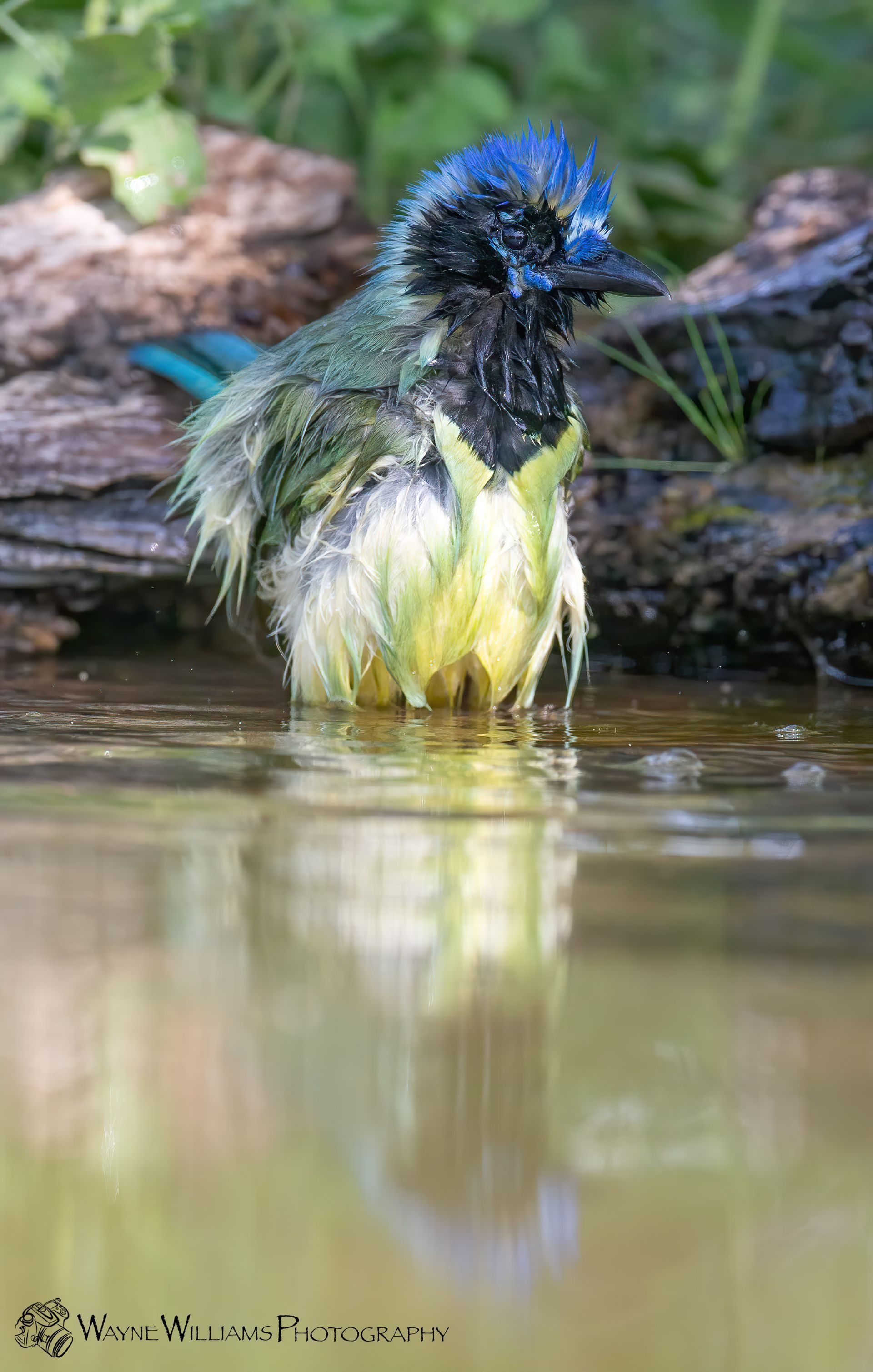 A bird is standing in a body of water.