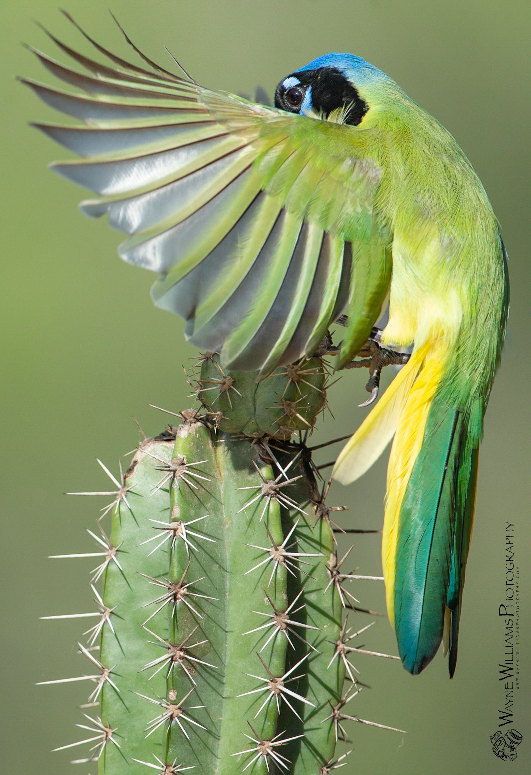 A bird is perched on a cactus with its wings outstretched