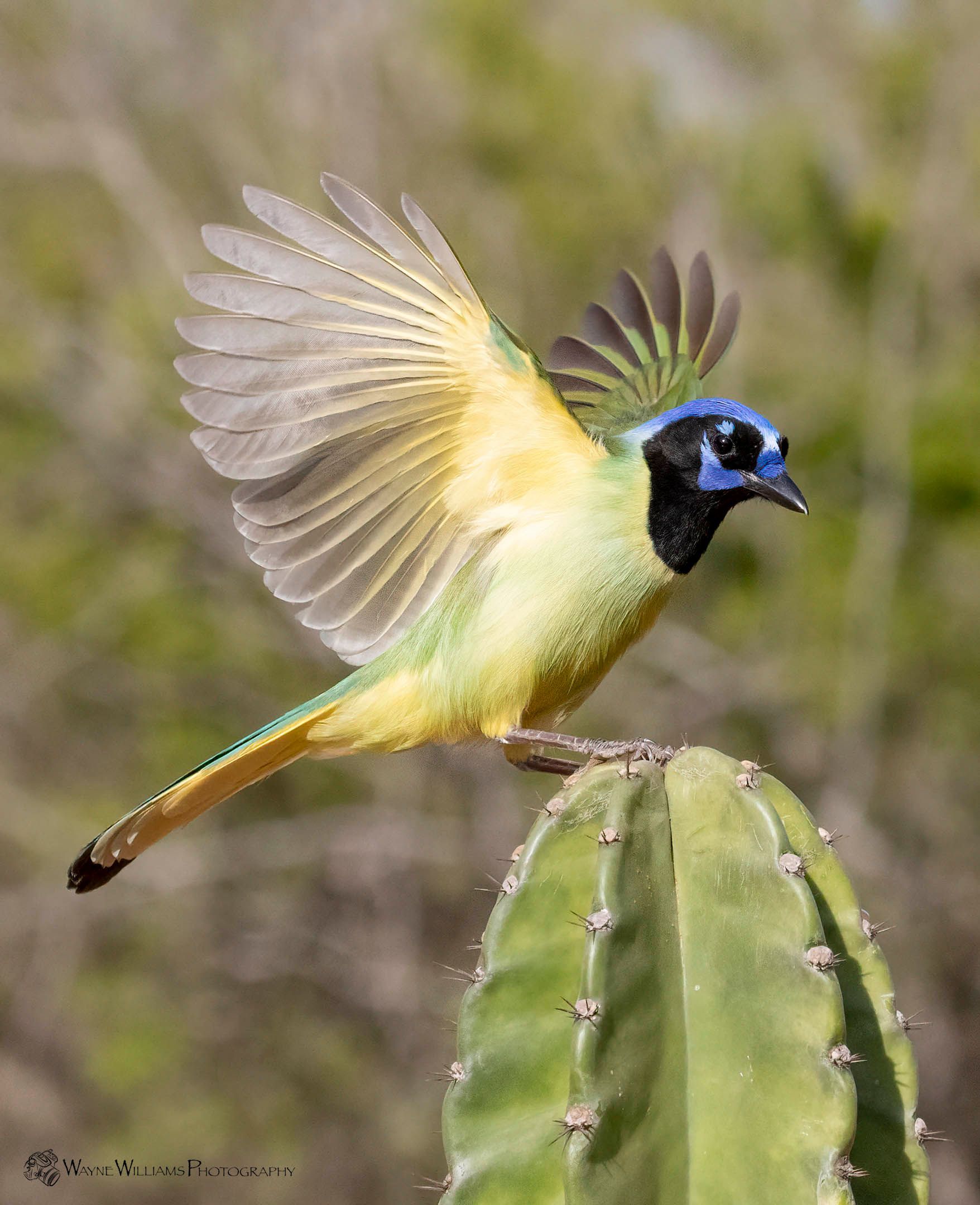A bald eagle is flying in the sky with a fish in its beak