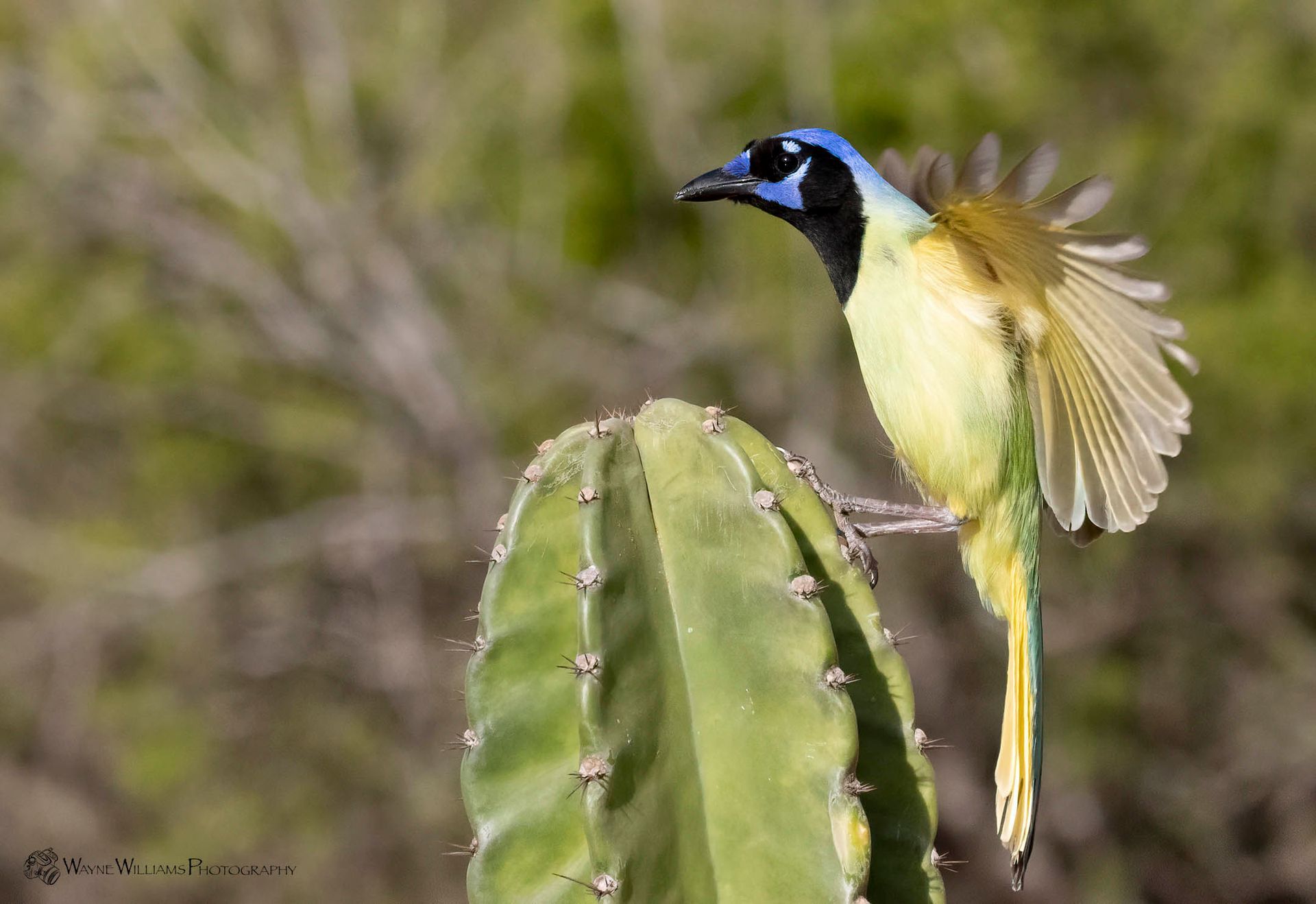 A bird is perched on a cactus with its wings outstretched.