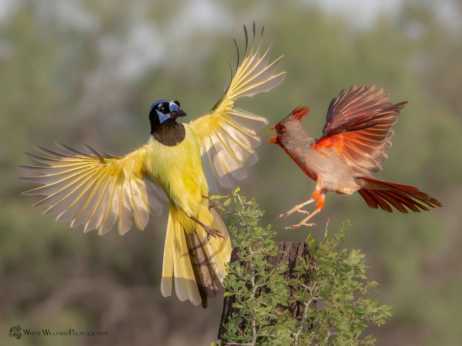 Two birds are flying next to each other on a tree branch.