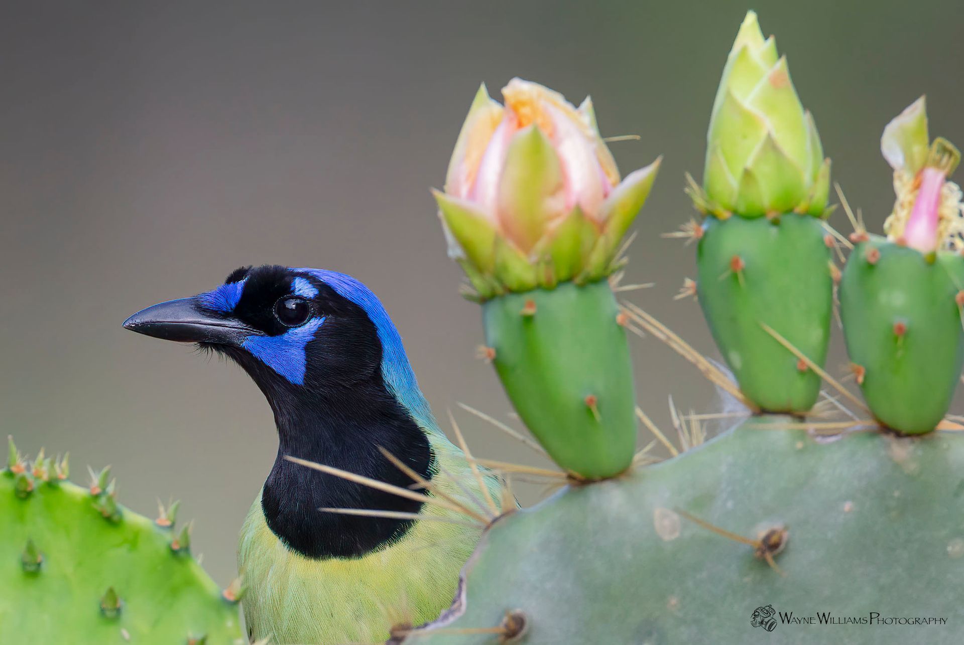 A bird is perched on top of a cactus with flowers.