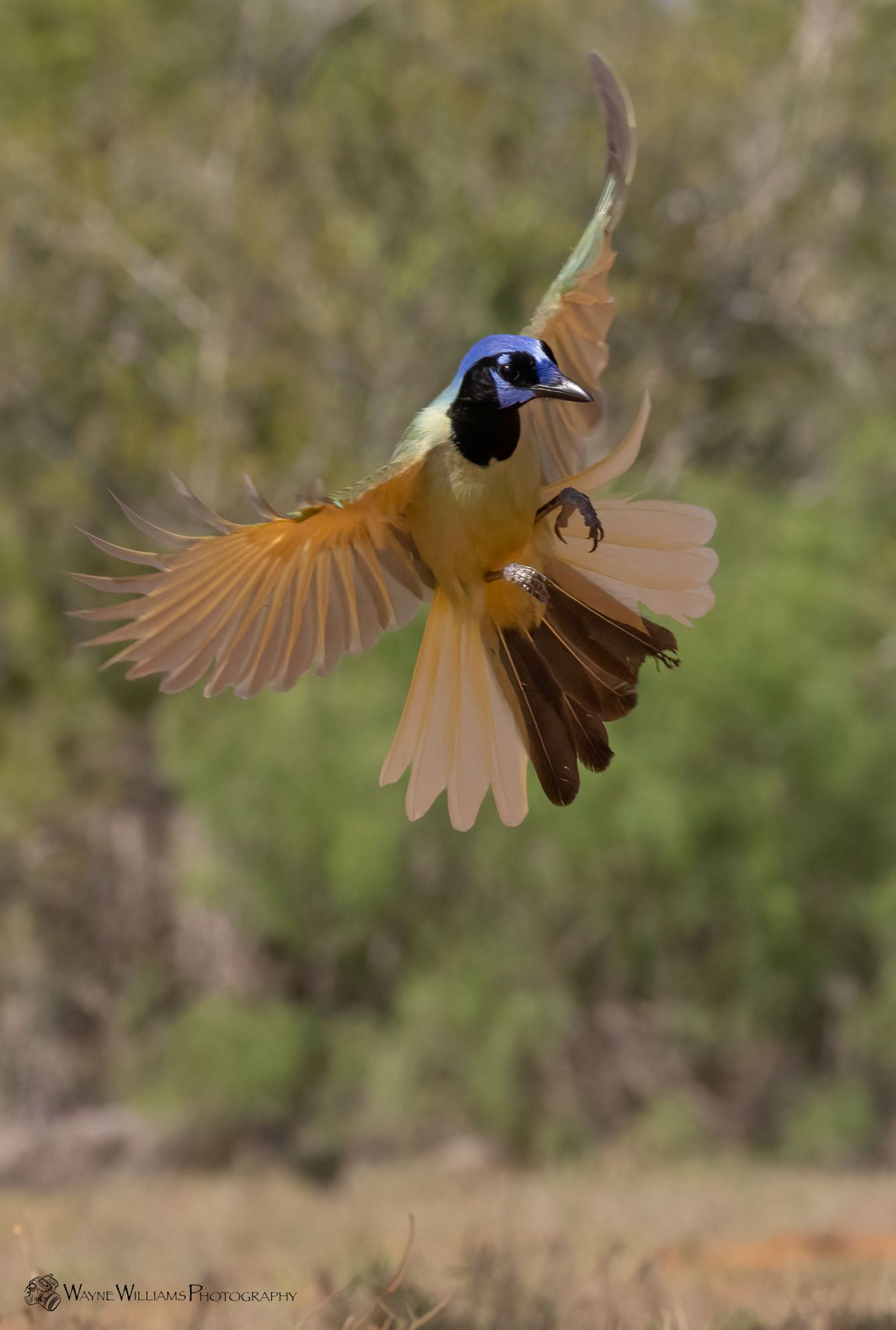 A small bird is flying through the air with its wings spread.