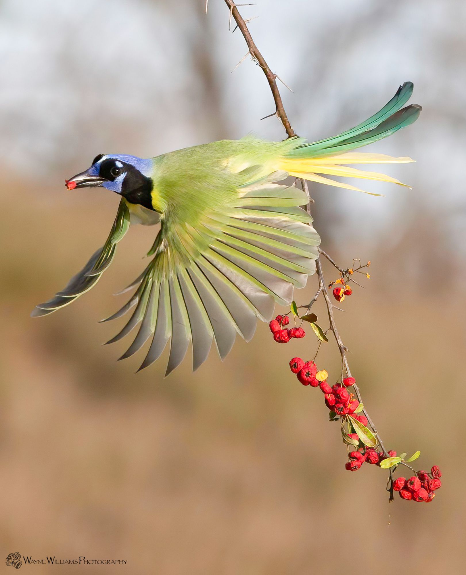 A bird is flying over a branch with red berries.